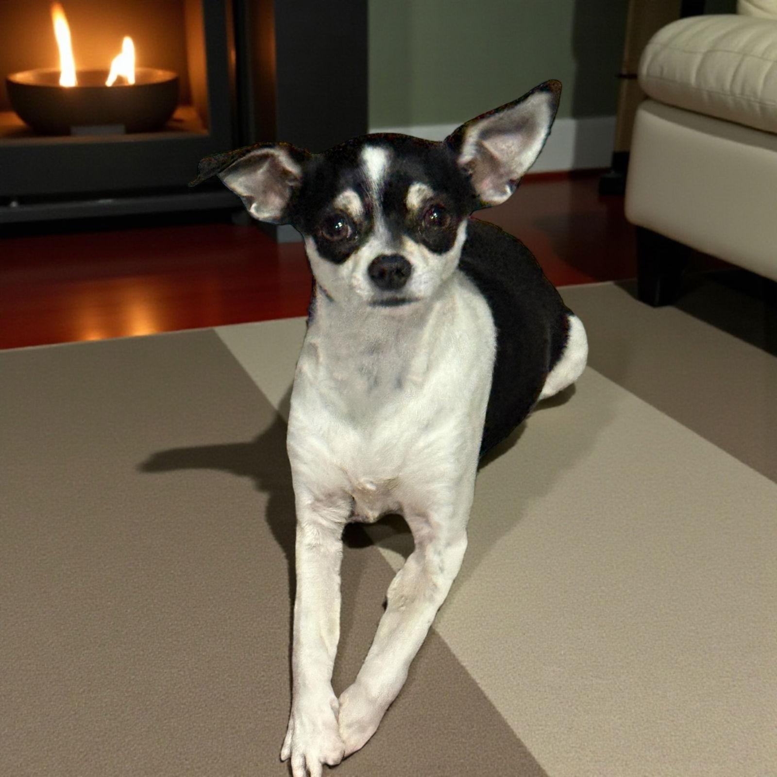 Biscuit, Adoptable, Young Female Chihuahua & Dachshund.