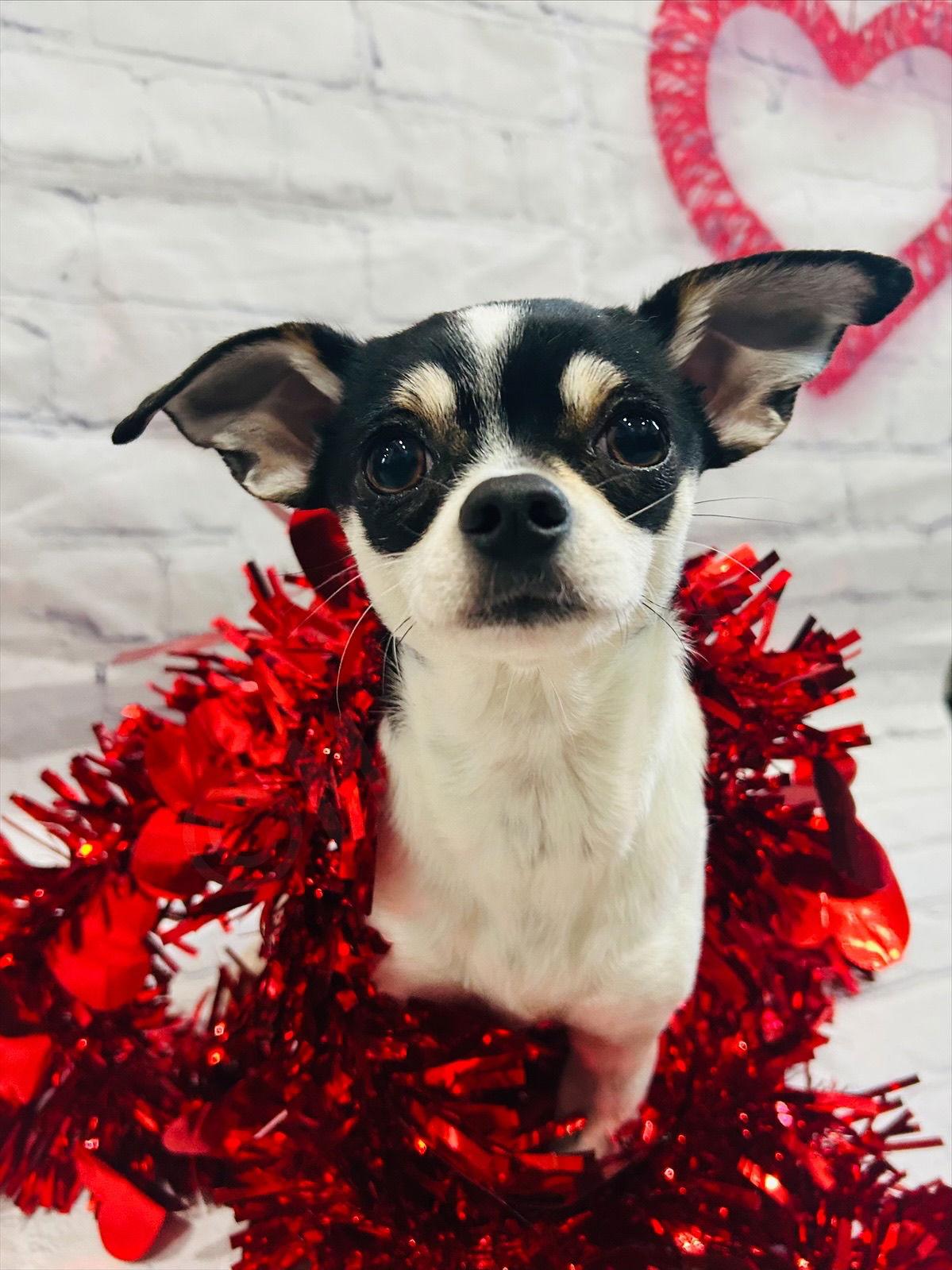 Biscuit, a Adoptable mixed breed in Elizabethtown, PA image 2/3