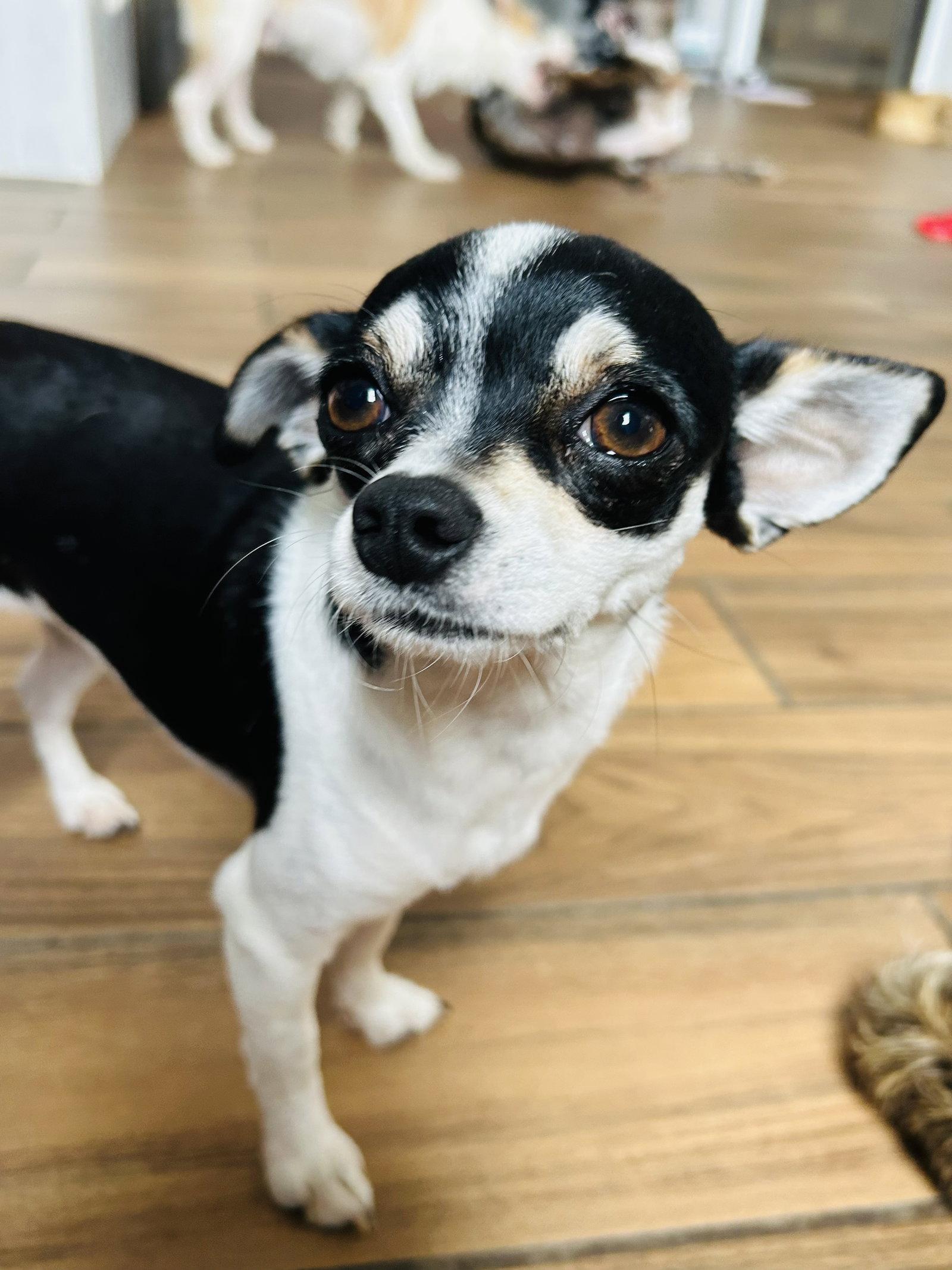 Enlarge Biscuit, a Adoptable mixed breed in Elizabethtown, PA image 2/3