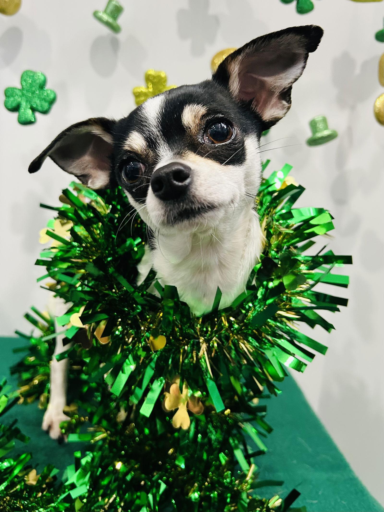 Biscuit, a Adoptable mixed breed in Elizabethtown, PA image 3/3