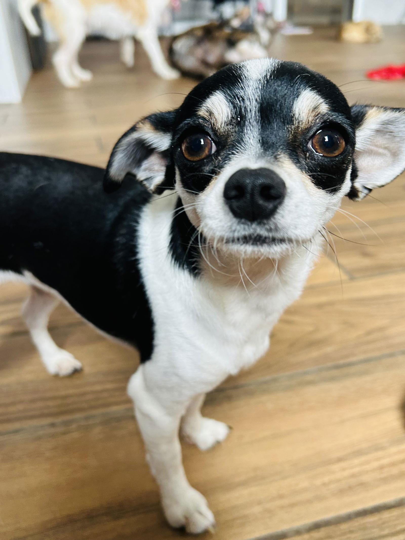 Enlarge Biscuit, a Adoptable mixed breed in Elizabethtown, PA image 3/3