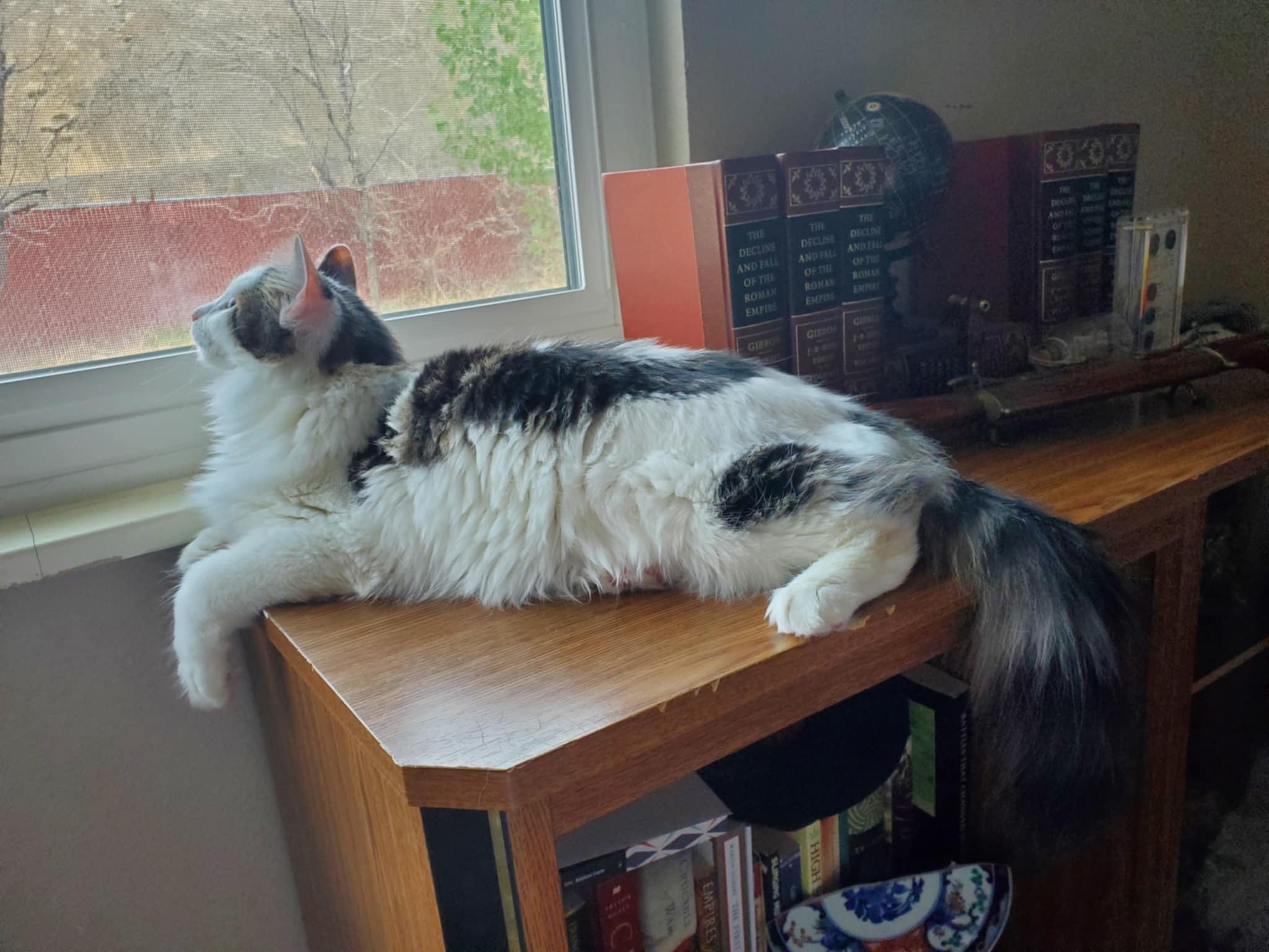 Bejorn & Duva, an adoptable Domestic Long Hair in Price, UT, 84501 | Photo Image 2