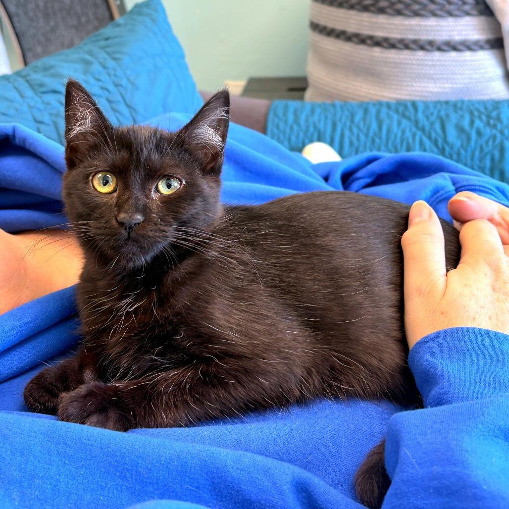 Enlarge Hex, a Adoptable Domestic Short Hair in PITTSBURGH, PA image 2/4