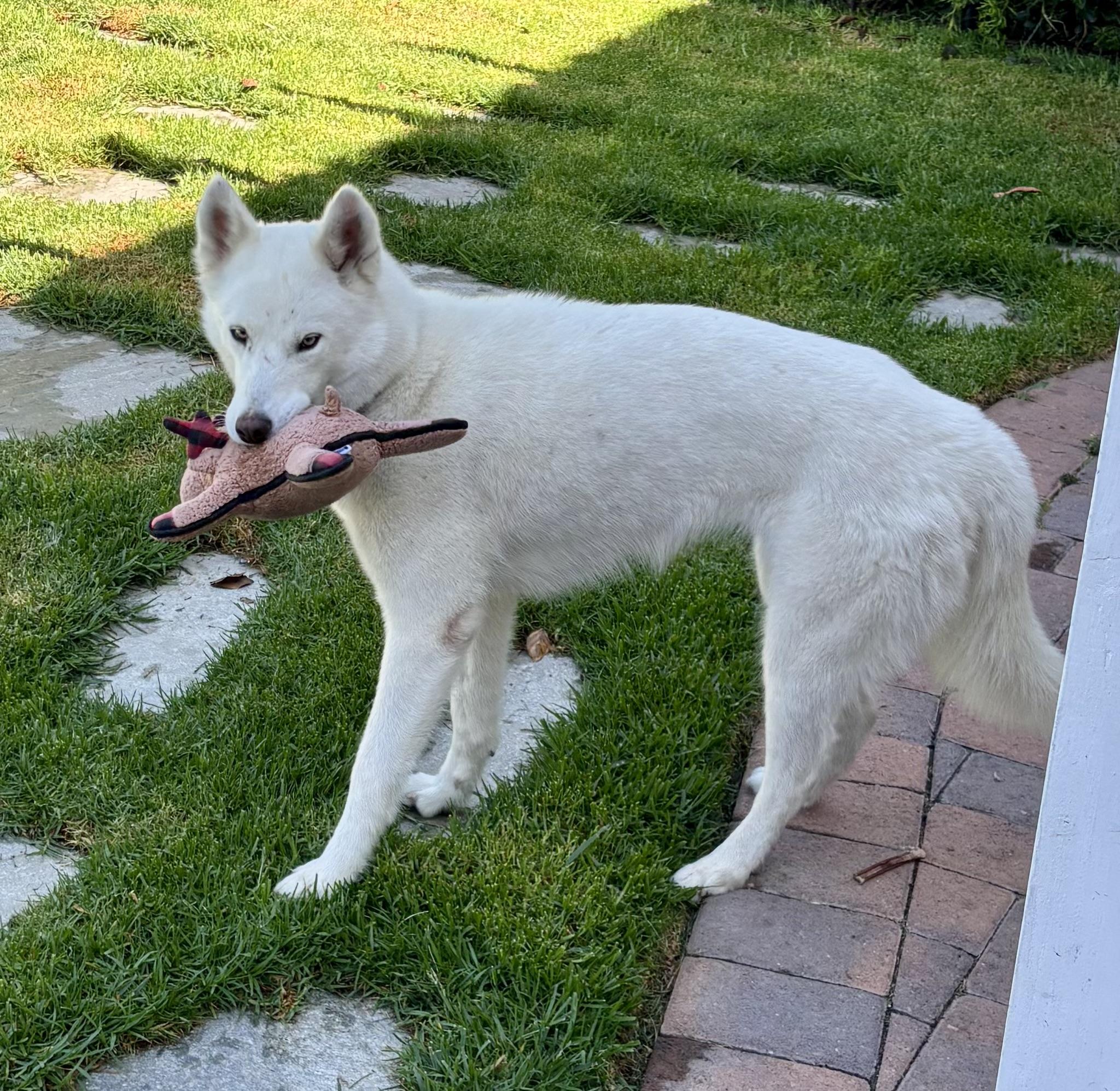 Fiona, a Adoptable mixed breed in Torrance, CA image 1/6