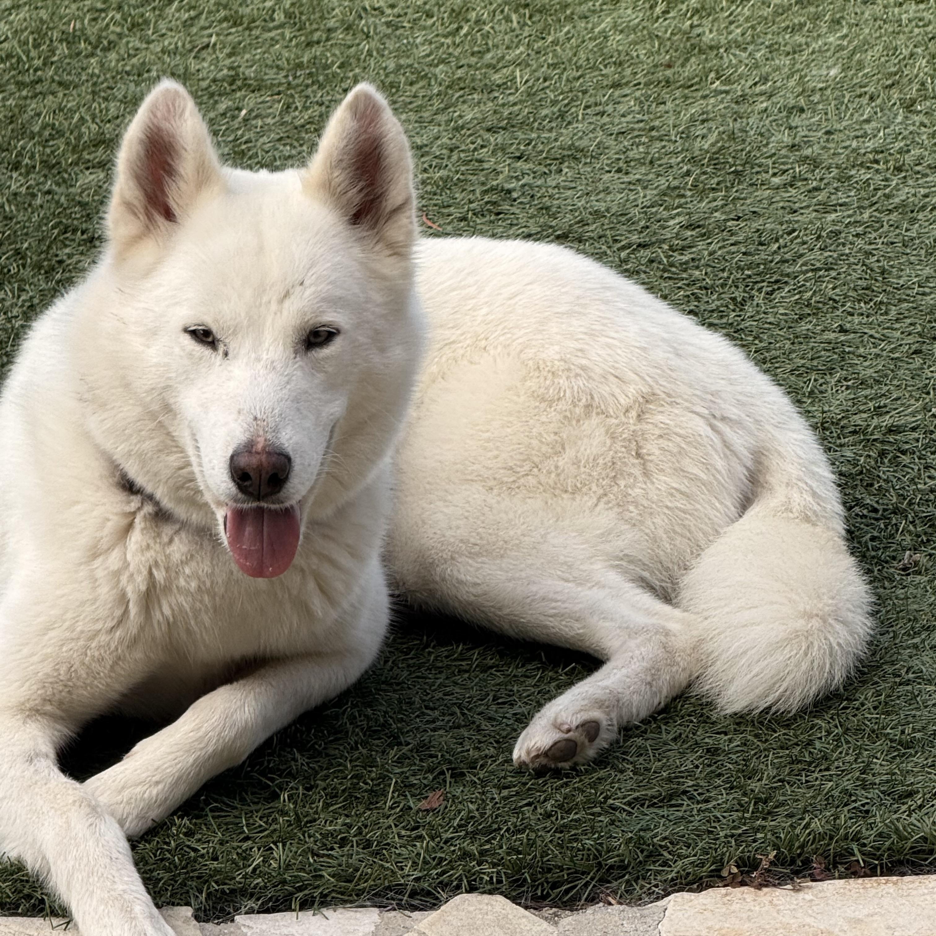 Fiona, a Adoptable mixed breed in Torrance, CA image 2/6