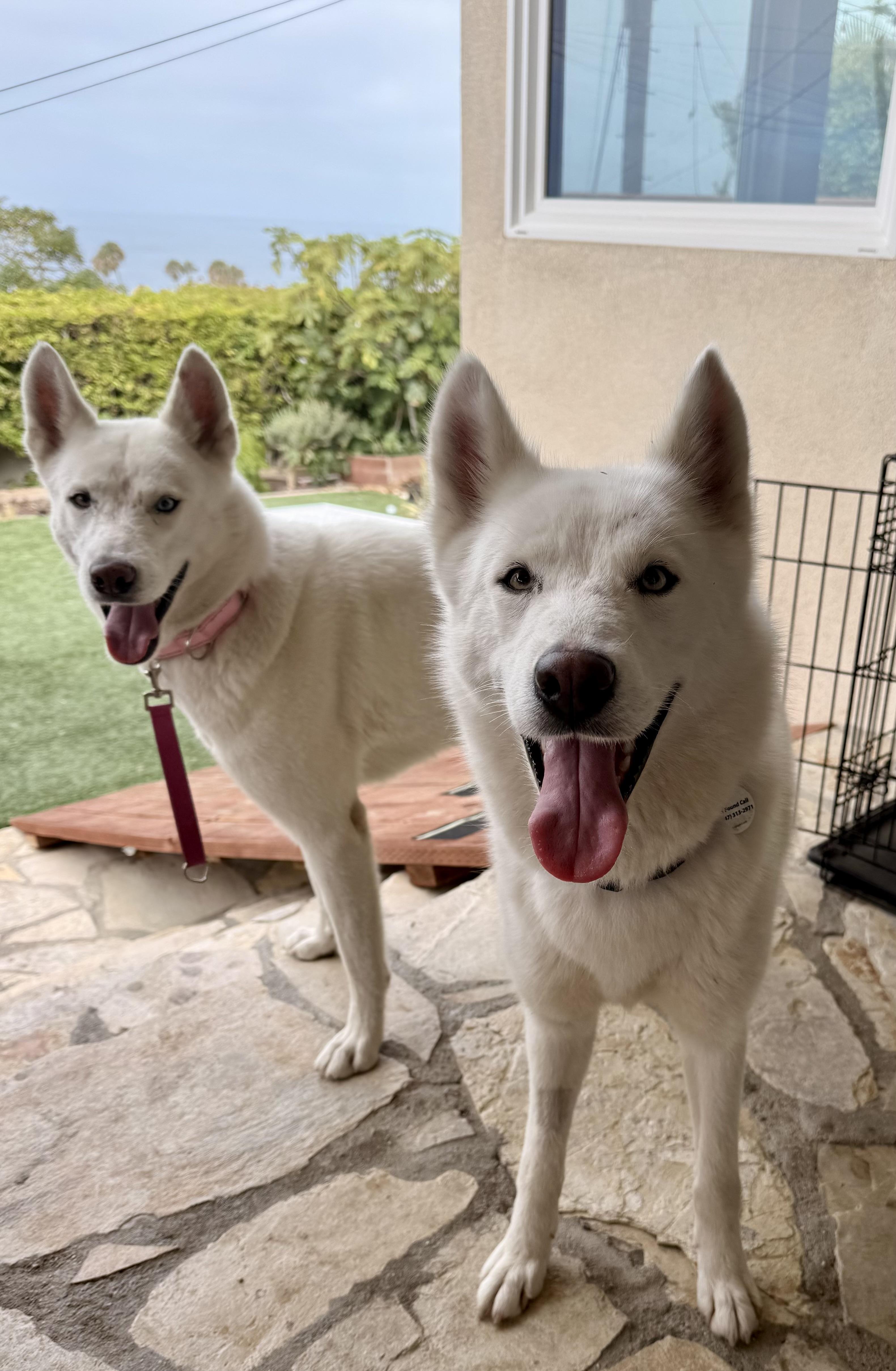 Fiona, a Adoptable mixed breed in Torrance, CA image 4/6