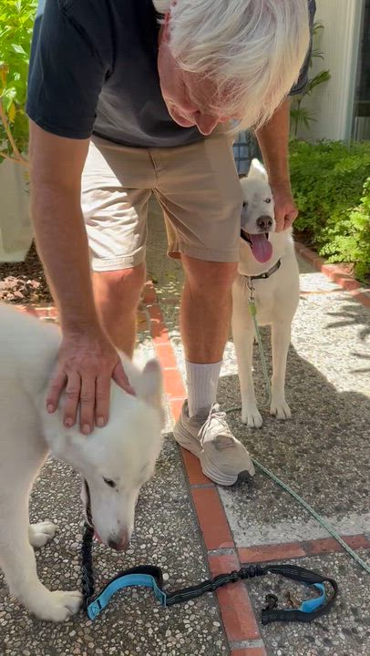 Enlarge Fiona, a Adoptable mixed breed in Torrance, CA video 5/6