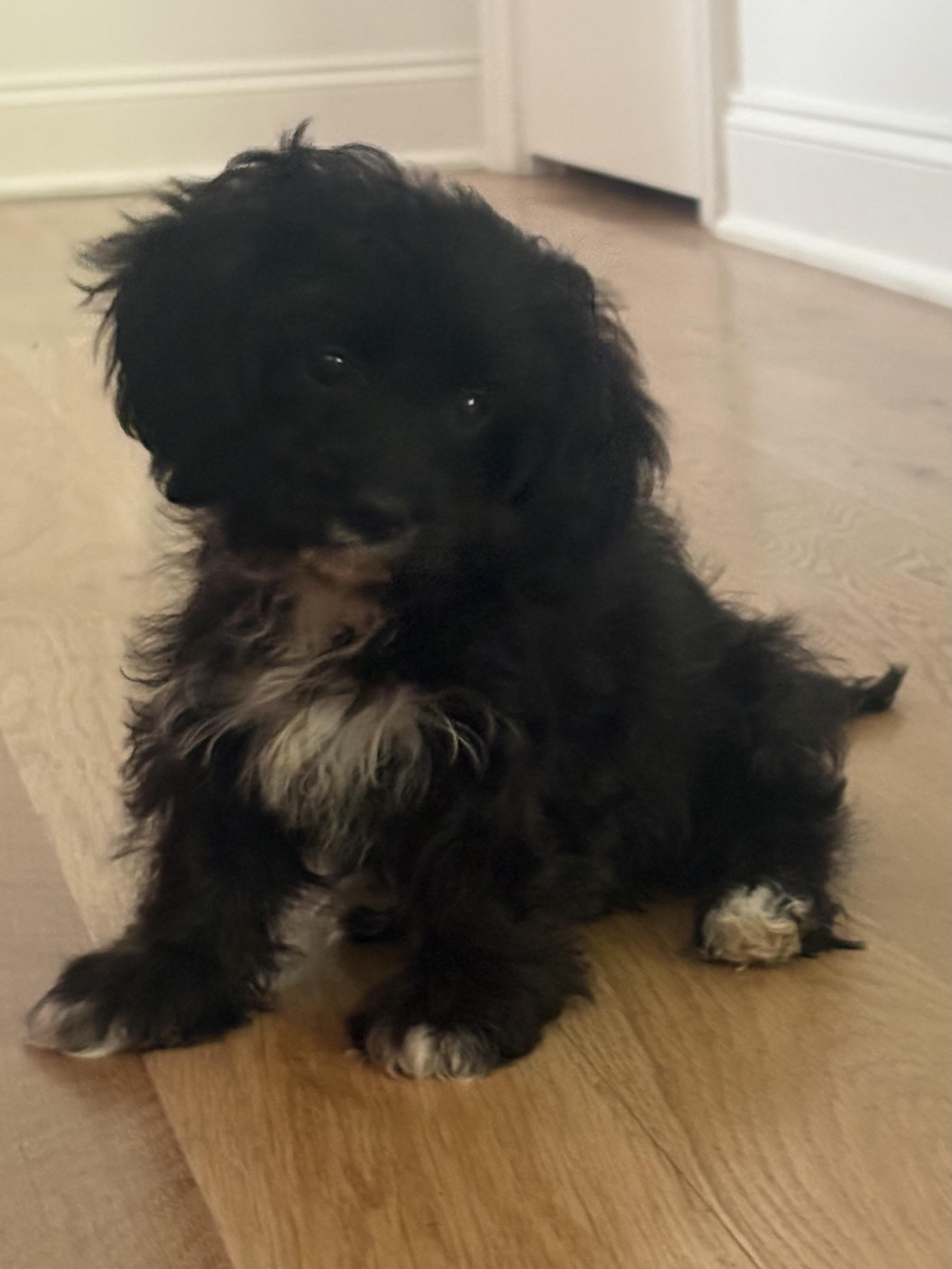 Enlarge Louie Cutie Puppy, a Adopted mixed breed in Franklin, TN image 3/4