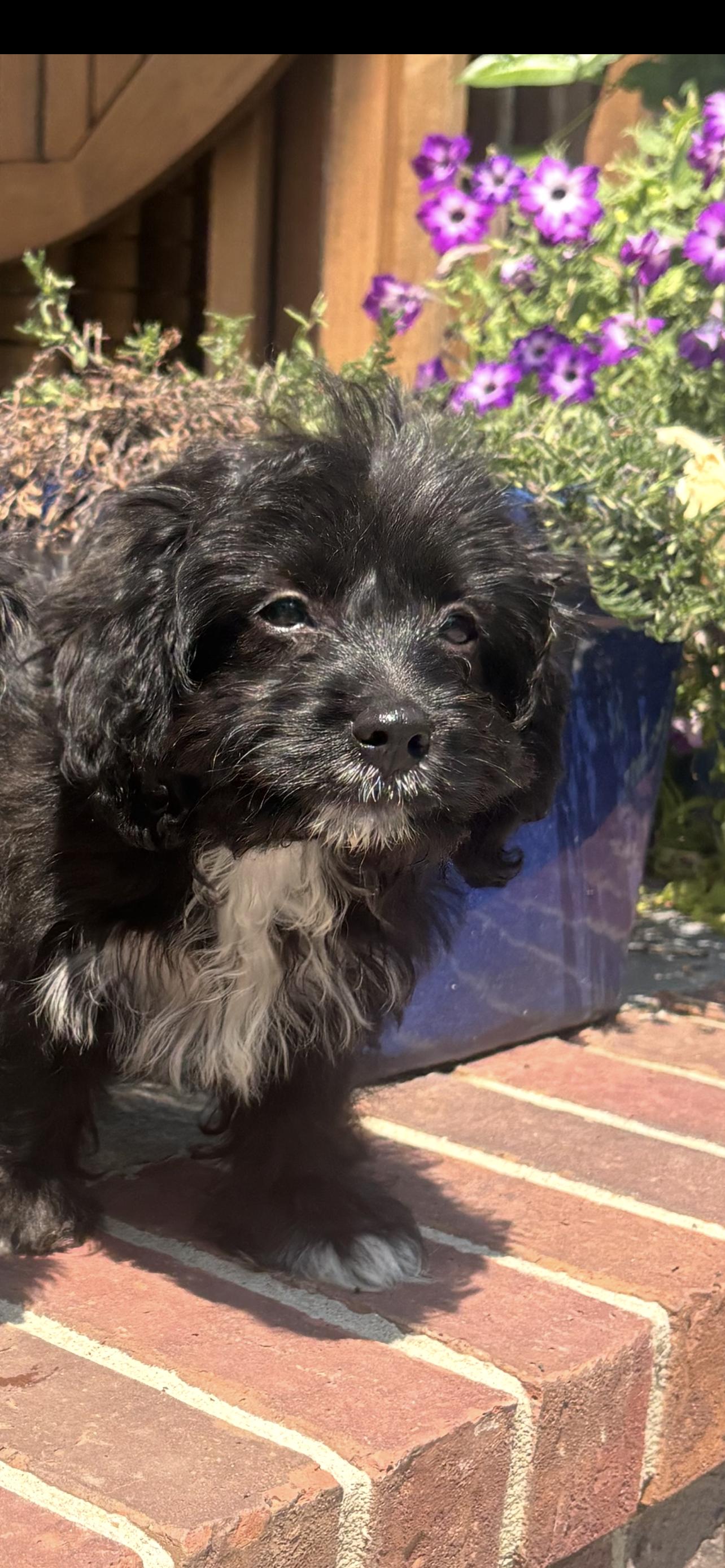 Louie Cutie Puppy, Adopted, Puppy Male Poodle & Cavalier King Charles Spaniel.