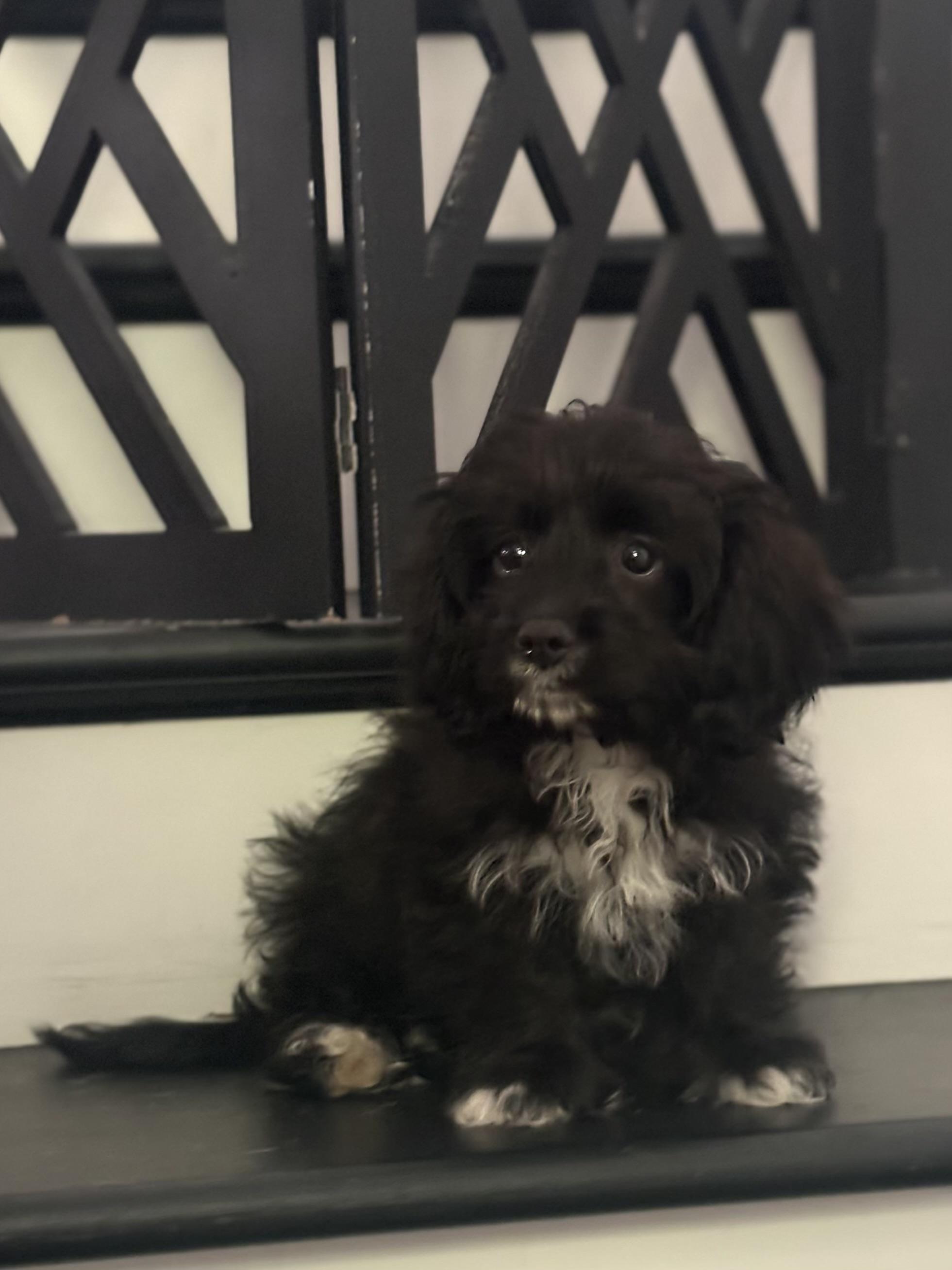 Enlarge Louie Cutie Puppy, a Adopted mixed breed in Franklin, TN image 2/4