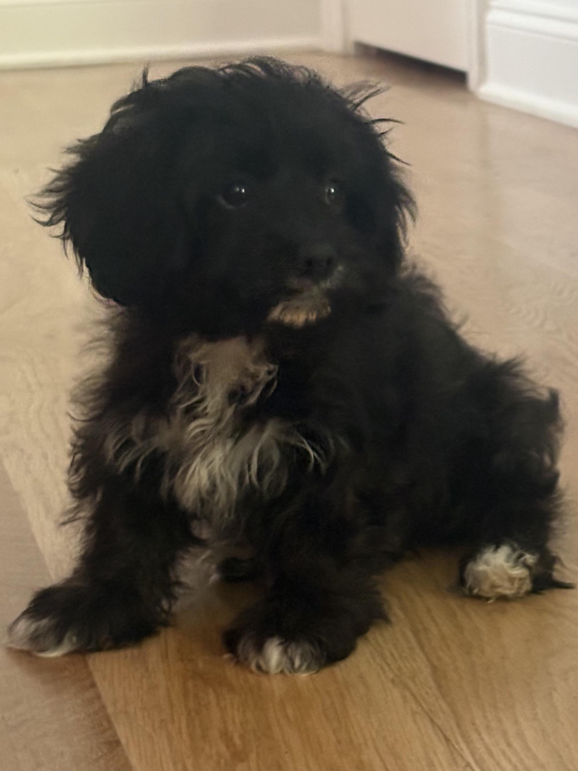 Enlarge Louie Cutie Puppy, a Adopted mixed breed in Franklin, TN image 4/4