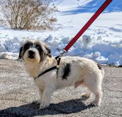 Snarf, ADOPTABLE, Adult Male Chihuahua & Shih Tzu.