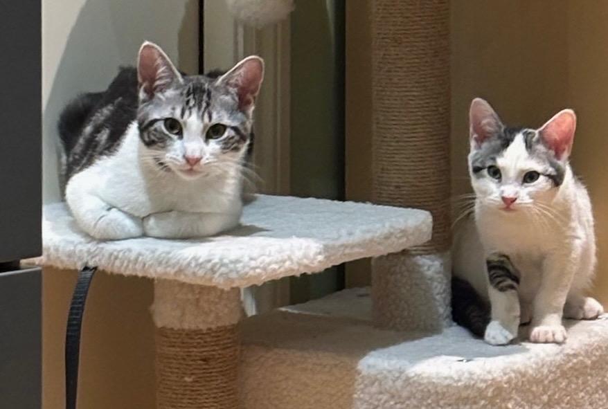 Danny & Thia - bonded sibling kittens, ADOPTABLE, Kitten Male Tabby.