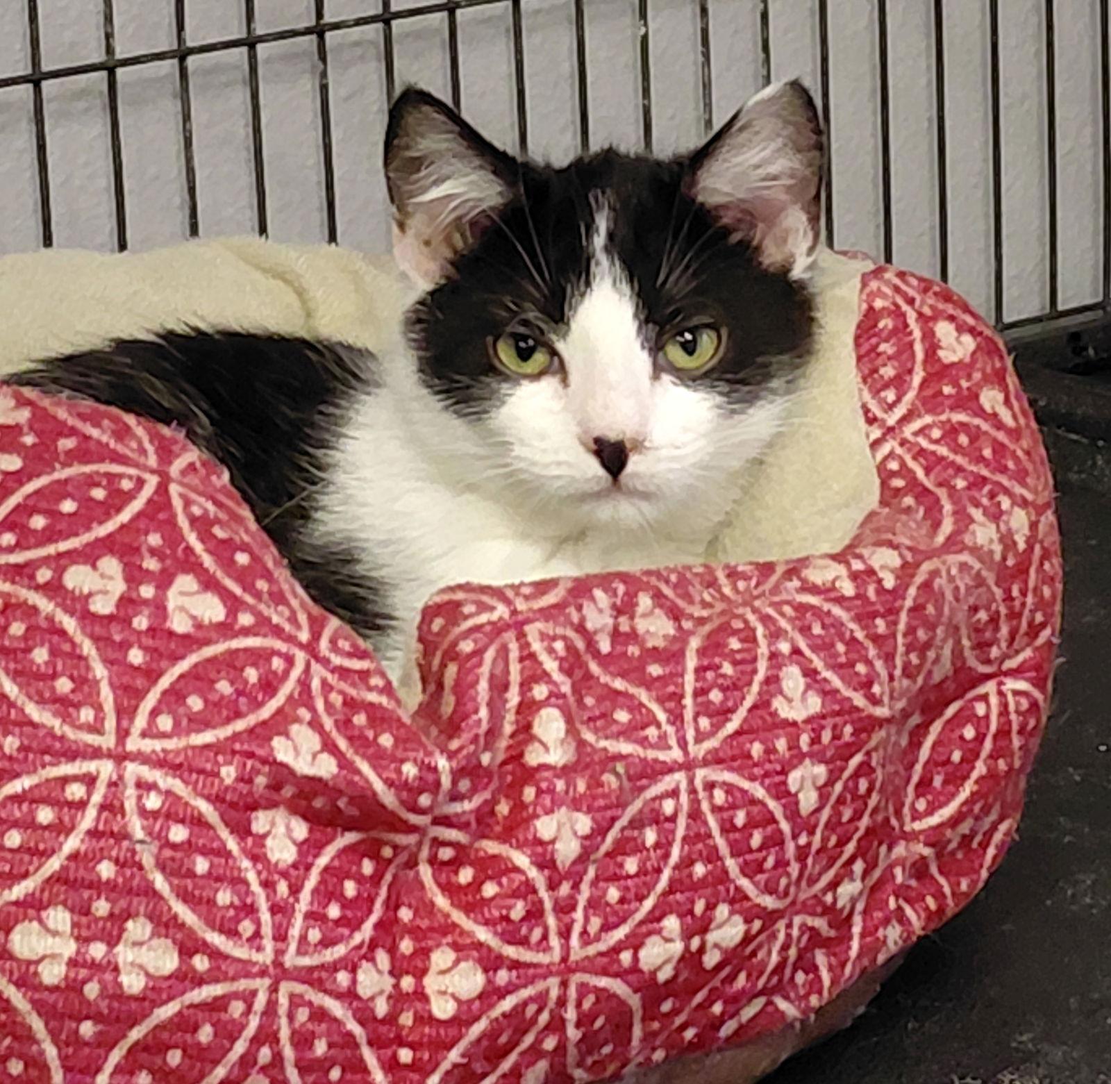 Enlarge Lenny, a Adoptable mixed breed in Montello, WI image 1/3