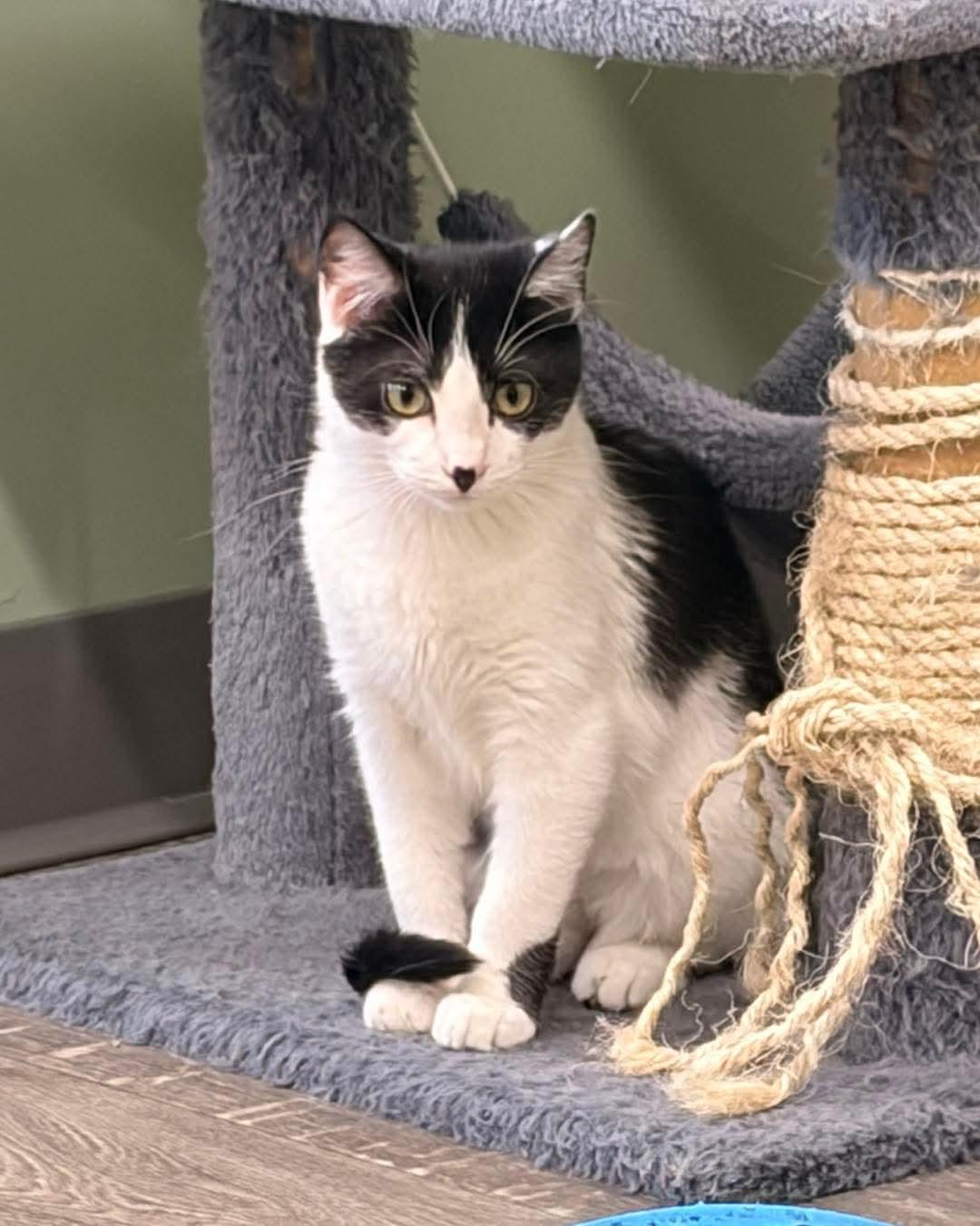 Lenny @ The Cat's Brew, Adoptable, Young Male Domestic Short Hair & Tuxedo.