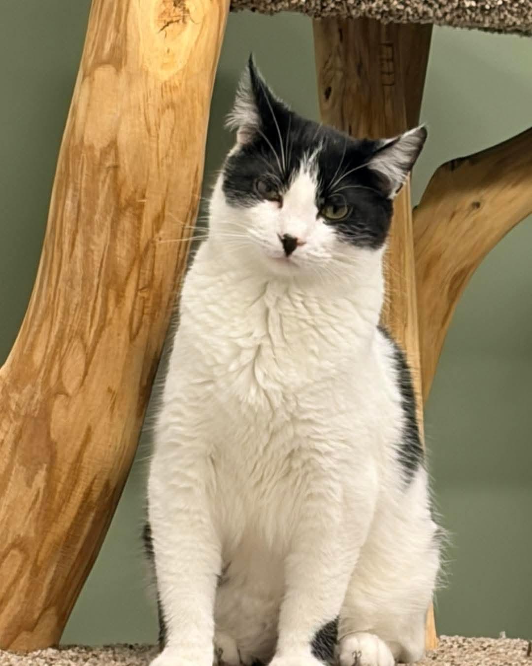 Lenny @ The Cat's Brew, a Adoptable mixed breed in Montello, WI image 2/3