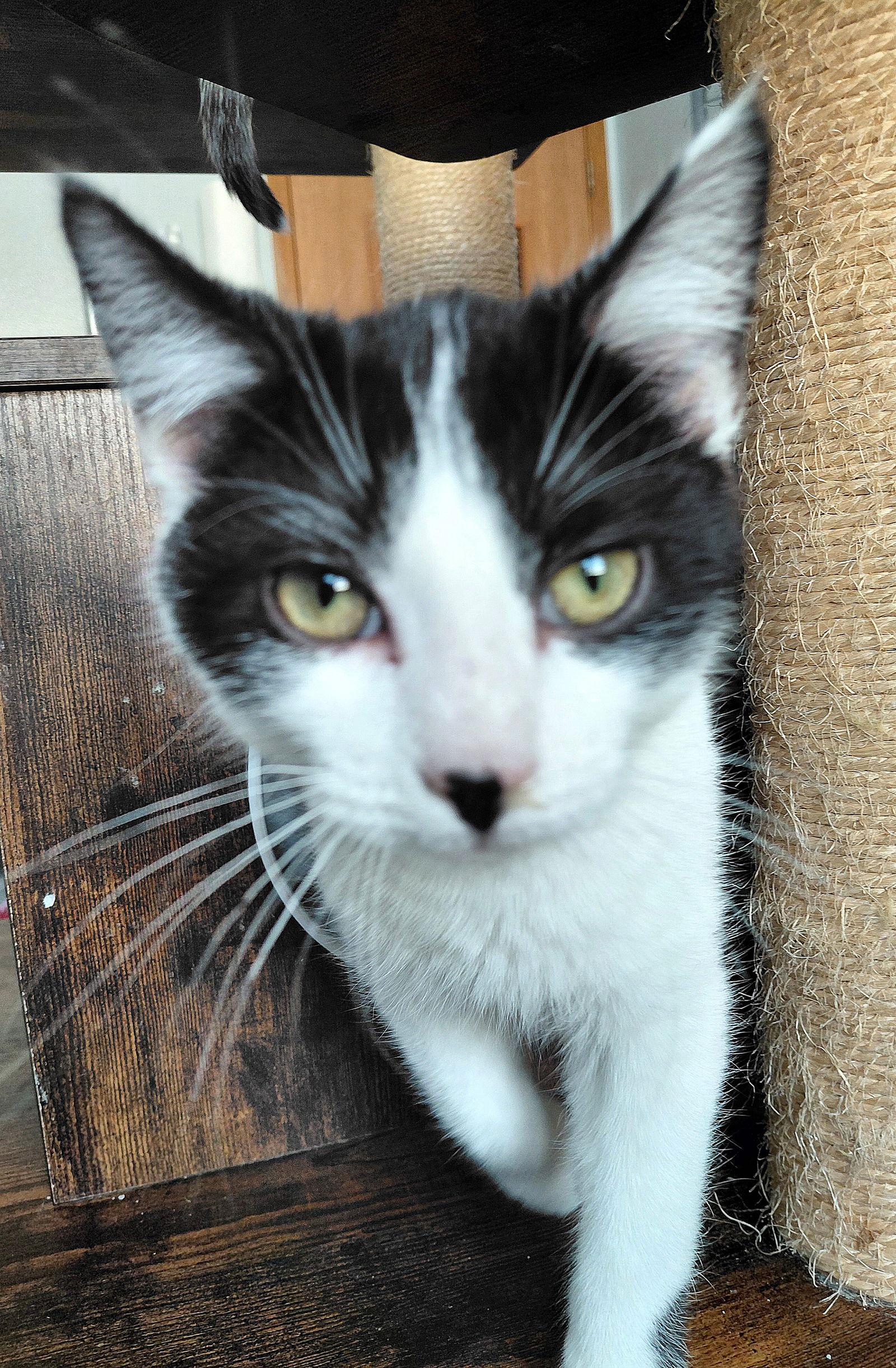 Enlarge Lenny, a Adoptable mixed breed in Montello, WI image 2/3