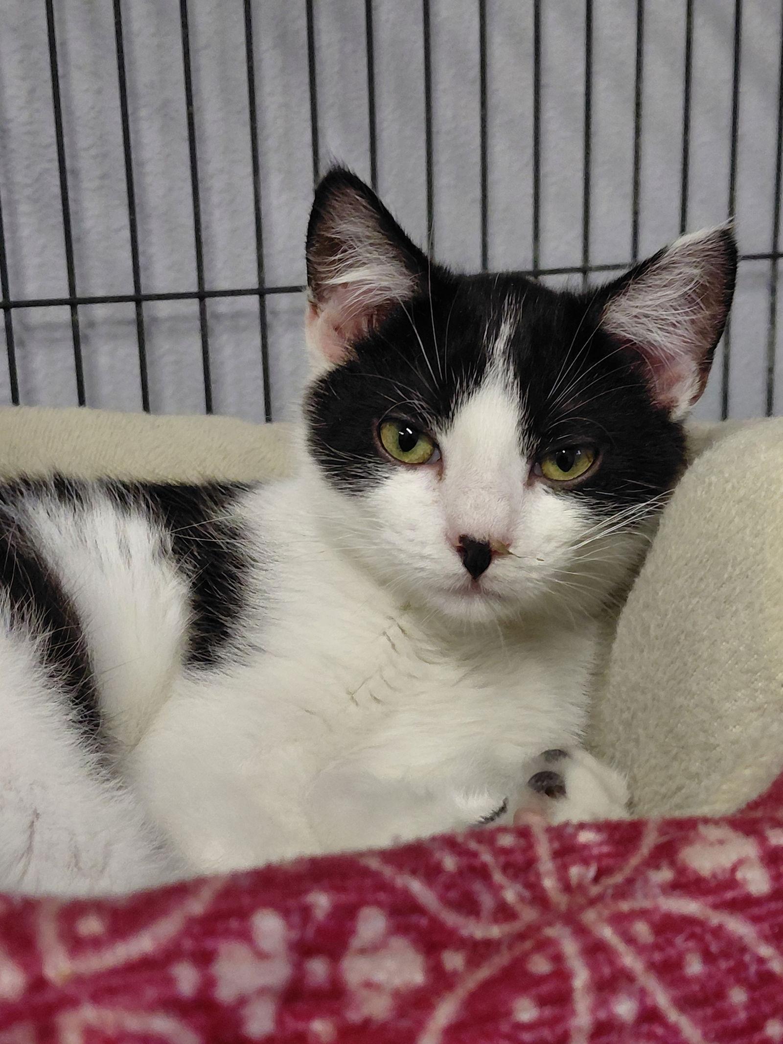 Lenny @ The Cat's Brew, Adoptable, Kitten Male Domestic Short Hair & Tuxedo.