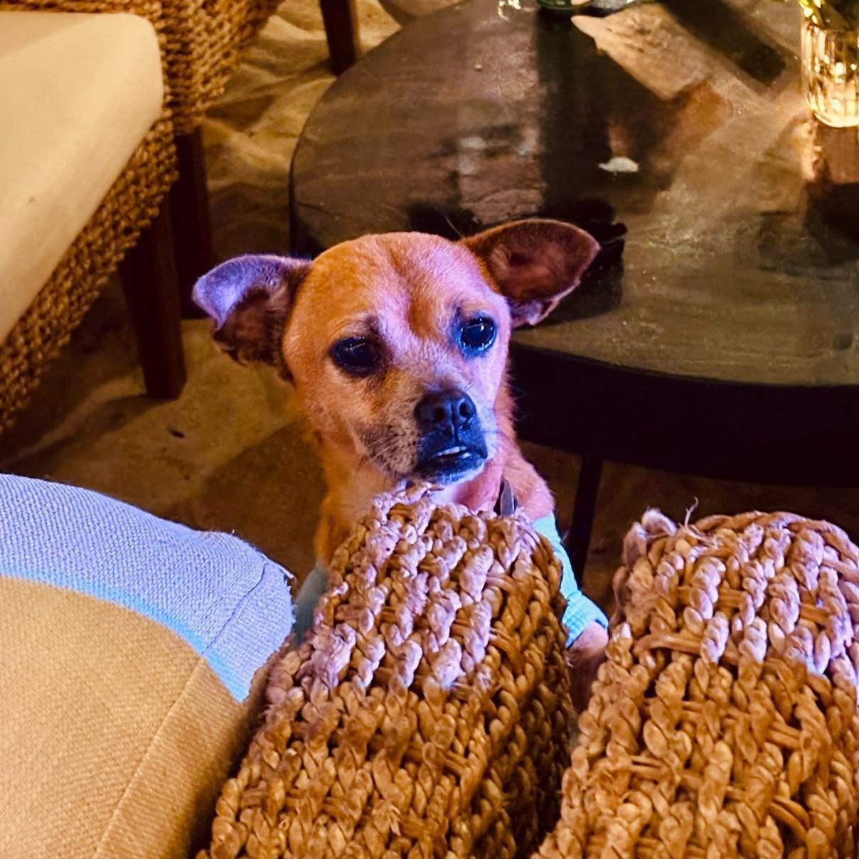 Chavo — thumbnail 3