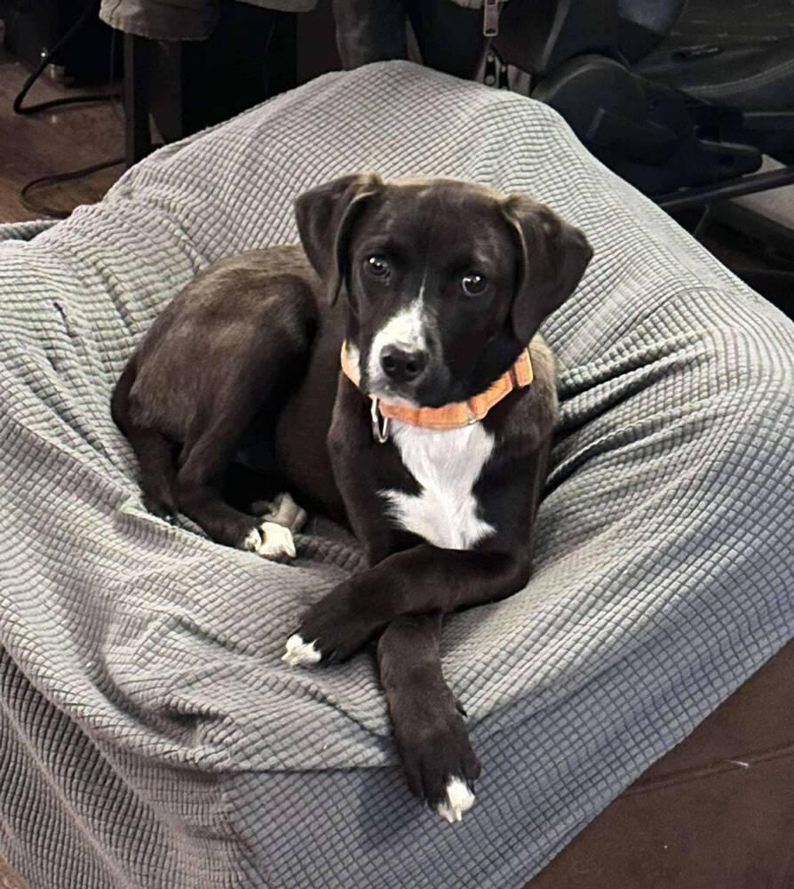 Sabrina, Adoptable, Puppy Female Retriever & Labrador Retriever.