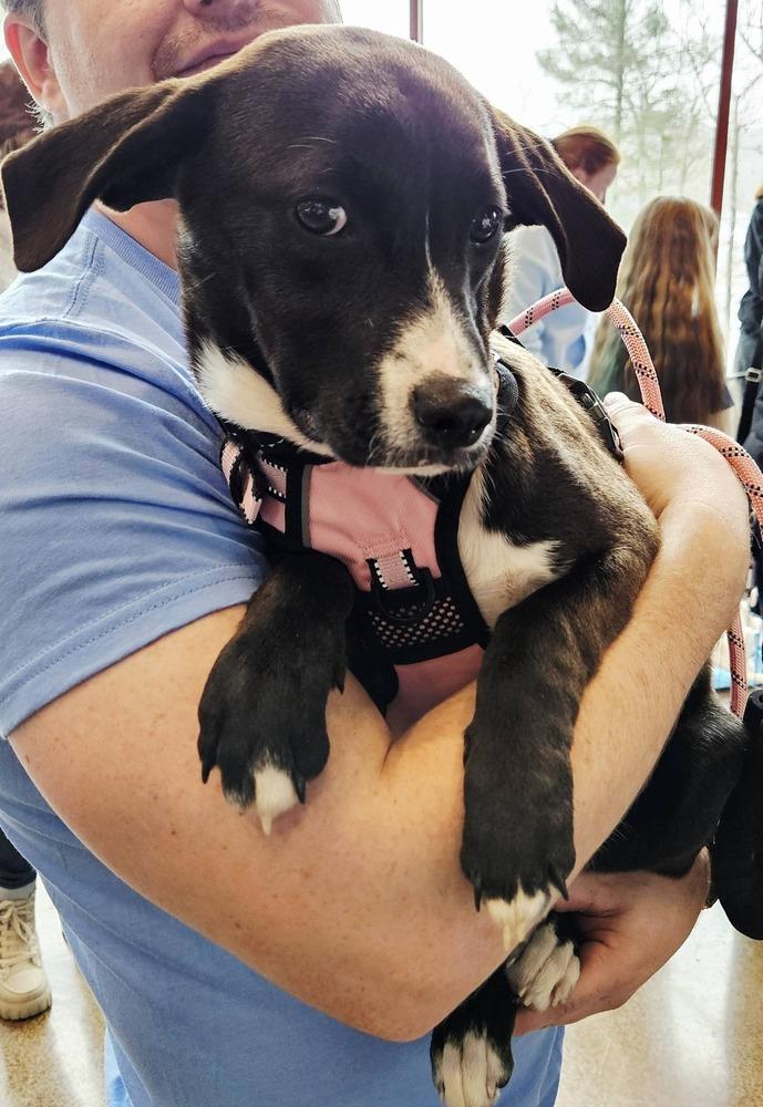 Enlarge Sabrina, a Adoptable mixed breed in Norfolk, MA image 2/3