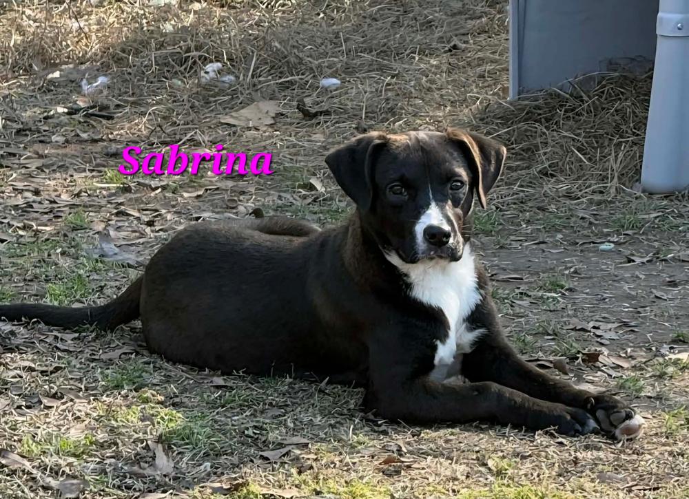 Enlarge Sabrina, a Adoptable mixed breed in Norfolk, MA image 1/1