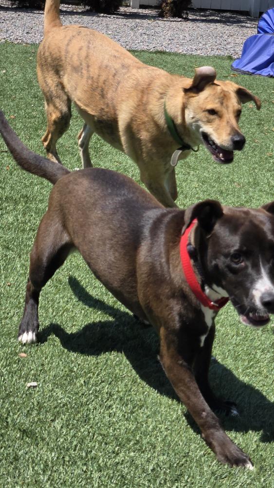 Enlarge Sabrina, a Adoptable mixed breed in Norfolk, MA image 3/6