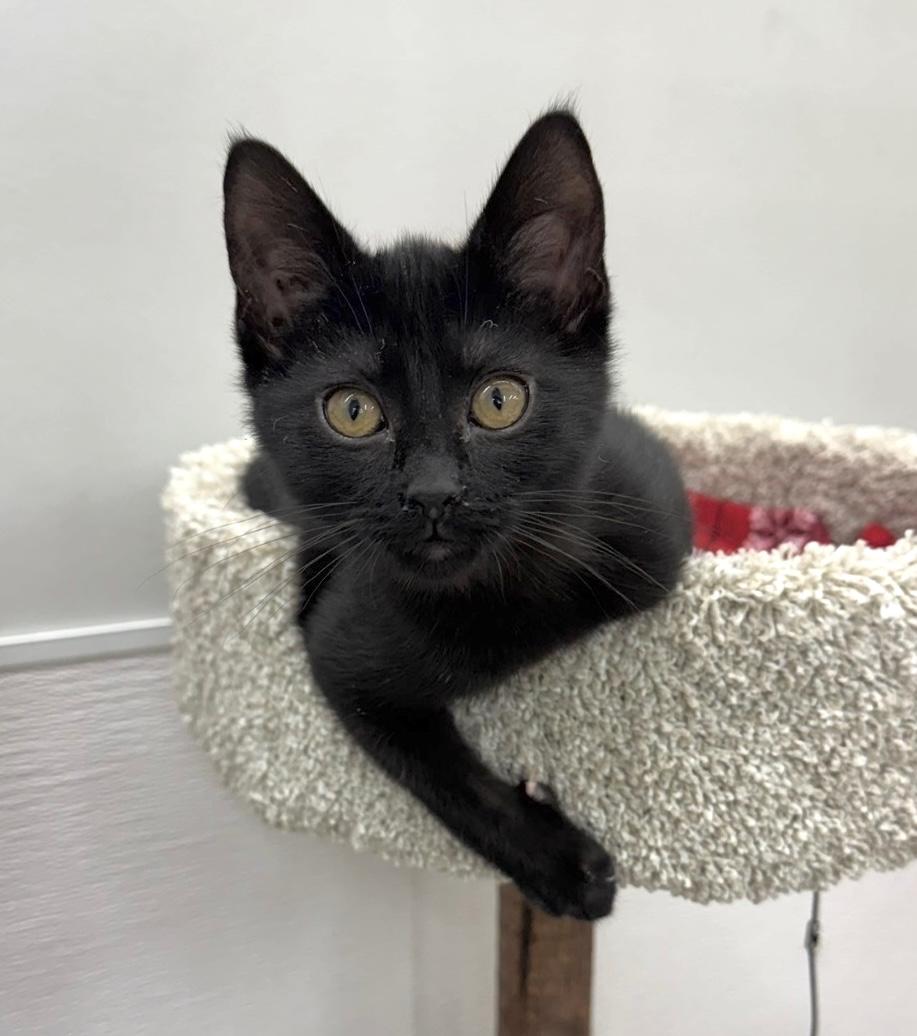 Soy, adopted, Young Female Domestic Short Hair.