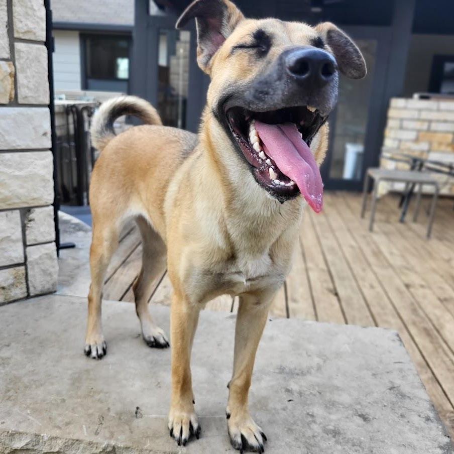 Ladybug, adopted, Young Female German Shepherd Dog.