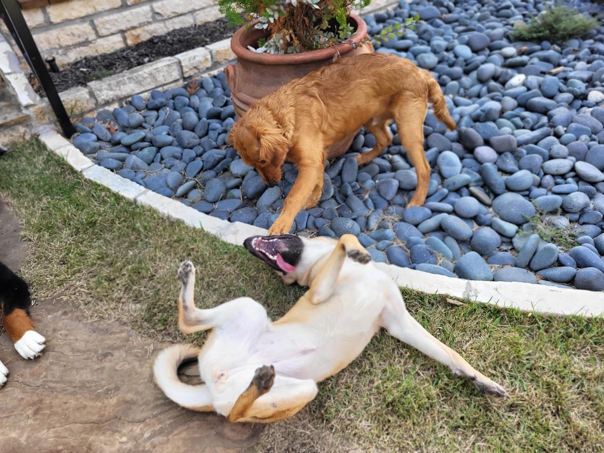Enlarge Ladybug, an adopted mixed breed in Colleyville, TX image 6/6