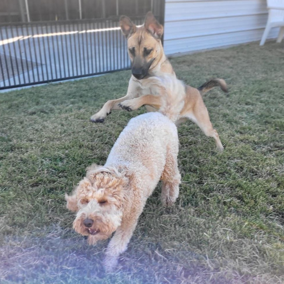 Enlarge Ladybug, an adopted mixed breed in Colleyville, TX image 4/6