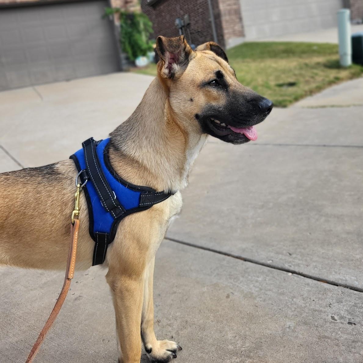 Enlarge Ladybug, an adopted mixed breed in Colleyville, TX image 3/6