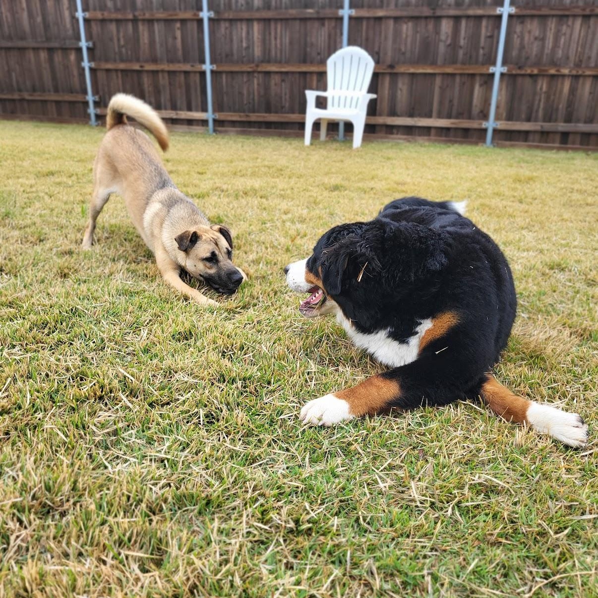 Enlarge Ladybug, an adopted mixed breed in Colleyville, TX image 5/6