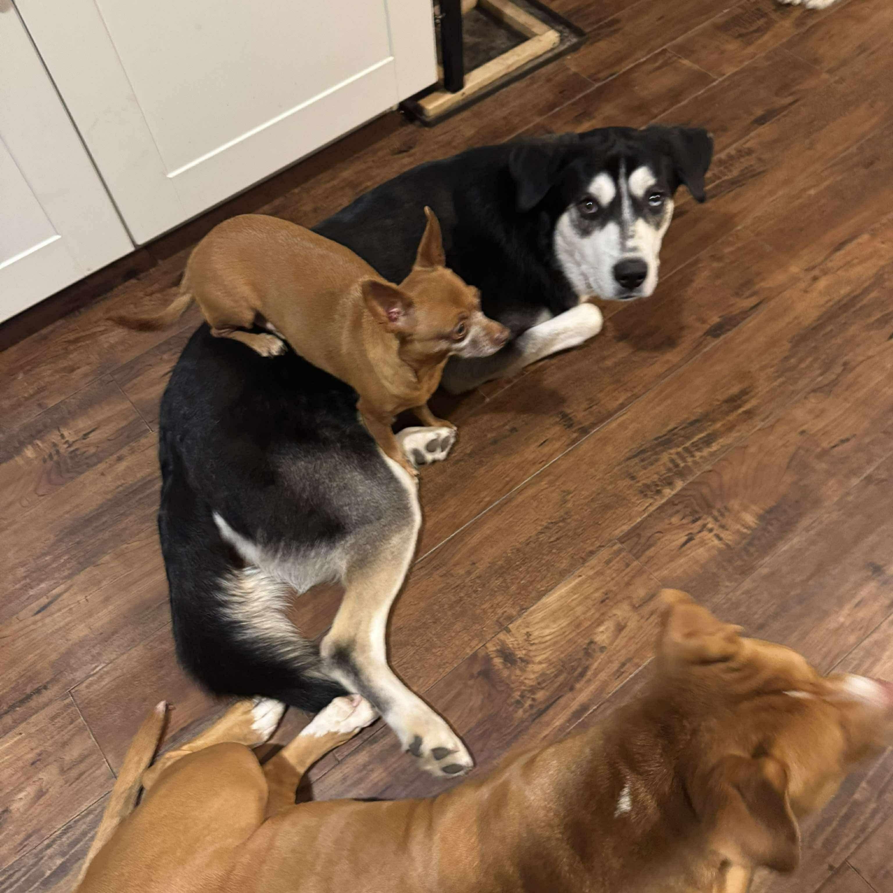 Enlarge Ivan, a Adoptable mixed breed in Nashua, NH image 2/6