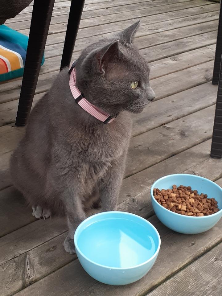 Leo, Adoptable, Adult Male Domestic Short Hair.