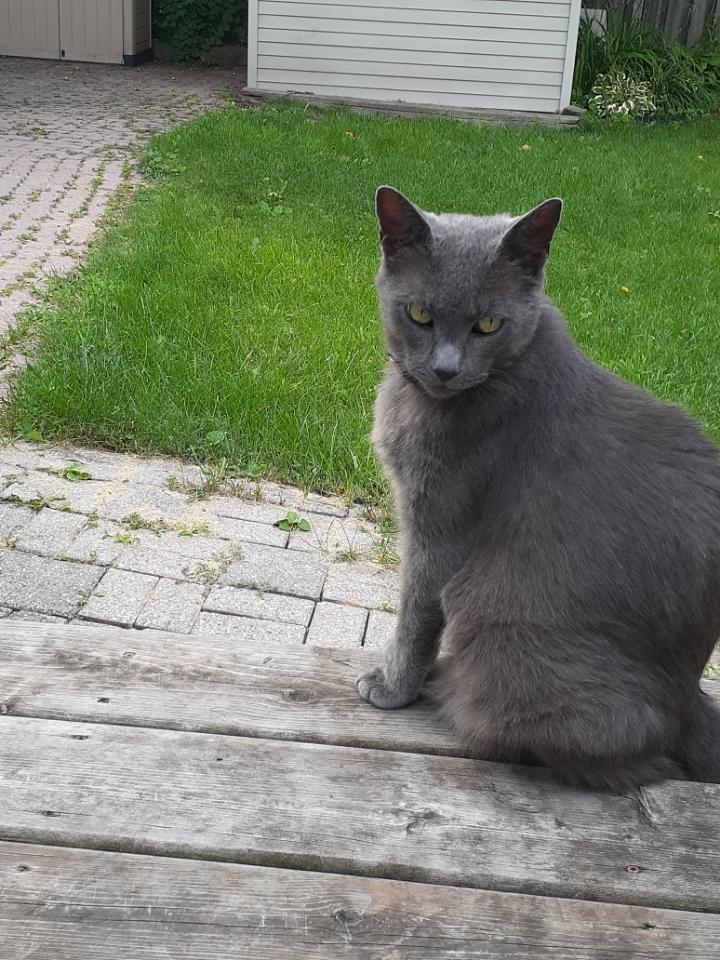 Leo, a Adoptable Domestic Short Hair in Hamilton, ON image 2/3