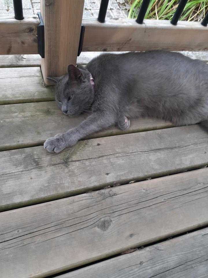 Leo, a Adoptable Domestic Short Hair in Hamilton, ON image 3/3