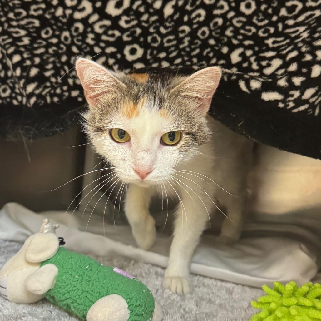 Enlarge Strawberry, a Adoptable Domestic Short Hair in Charlottesville, VA image 1/5