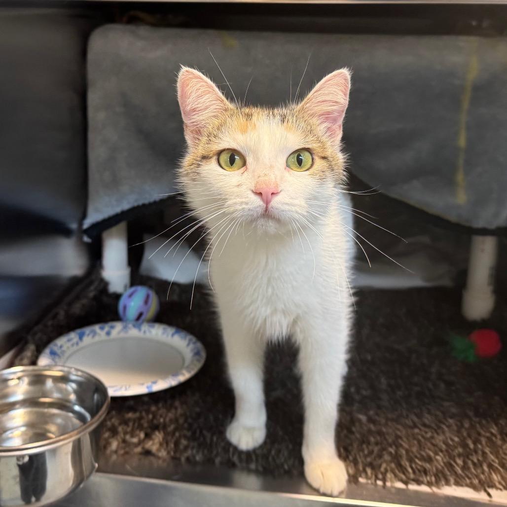 Enlarge Strawberry, a Adoptable Domestic Short Hair in Charlottesville, VA image 2/5