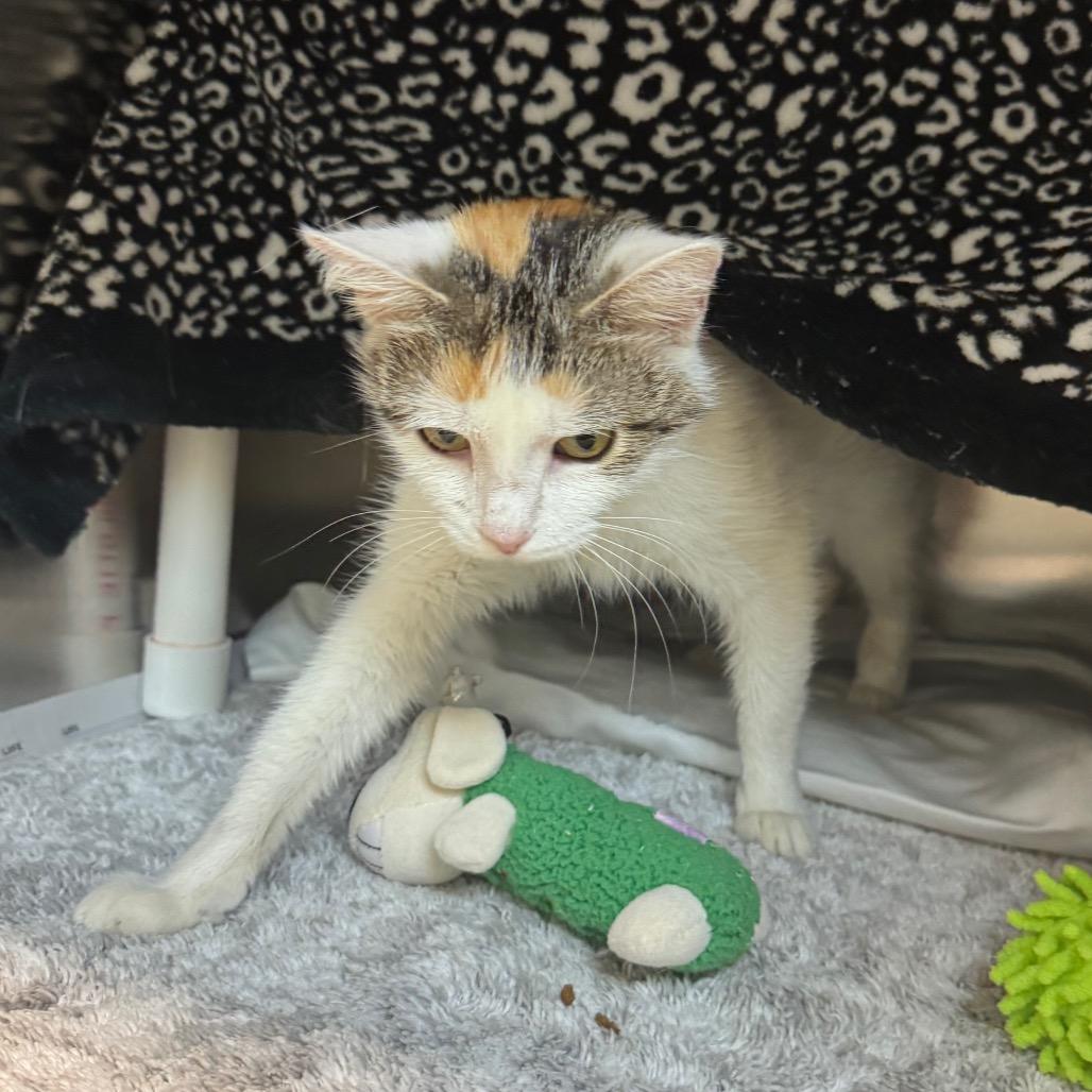 Enlarge Strawberry, a Adoptable Domestic Short Hair in Charlottesville, VA image 3/5