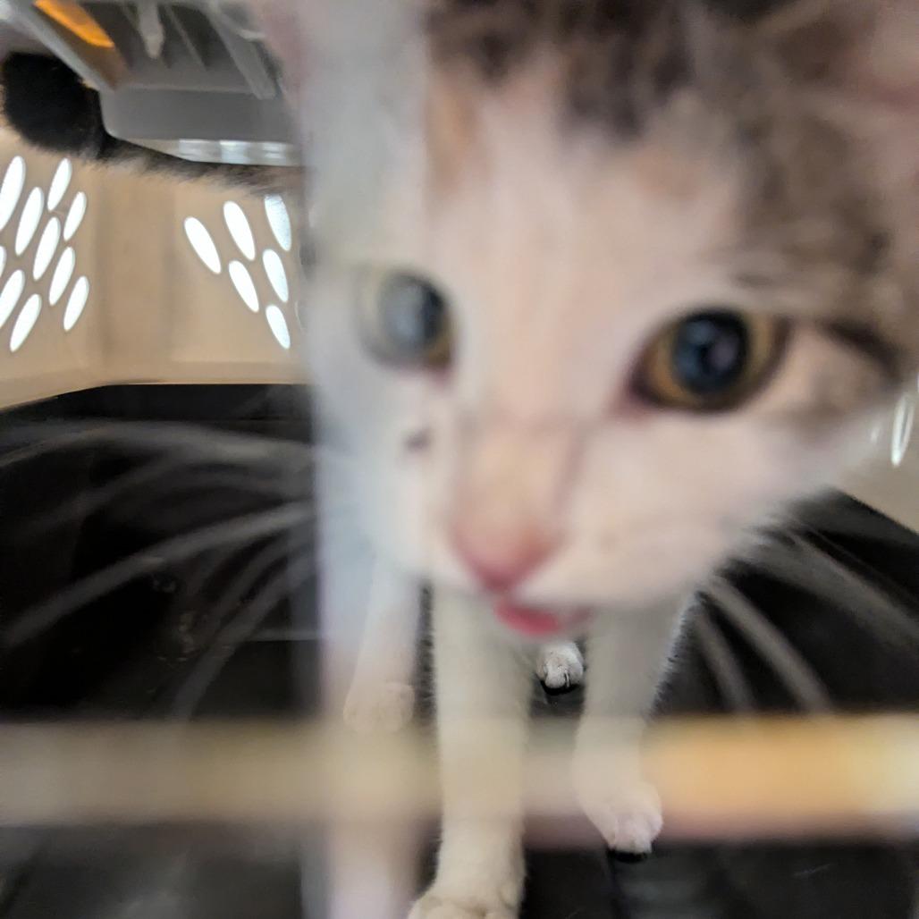 Enlarge Strawberry, a Adoptable Domestic Short Hair in Charlottesville, VA image 4/5