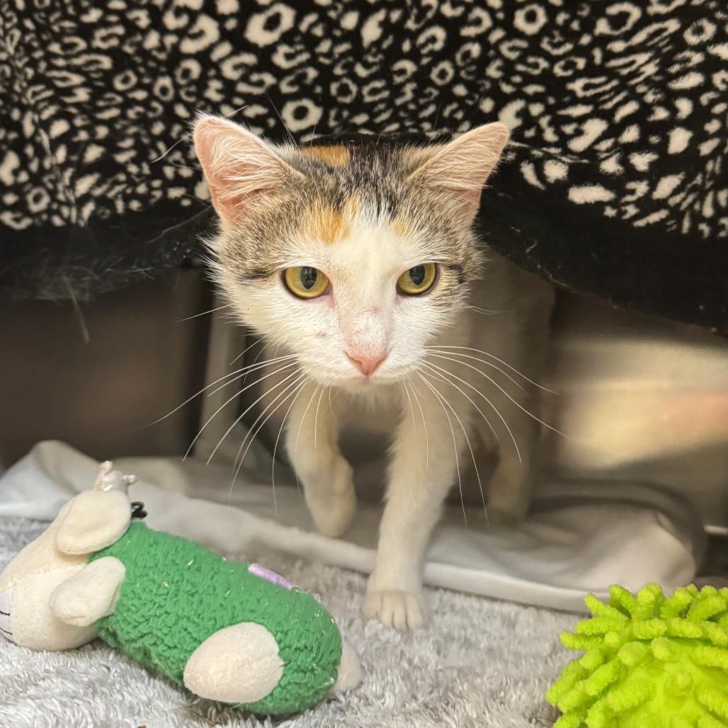 Enlarge Strawberry, a Adoptable Domestic Short Hair in Charlottesville, VA image 5/5