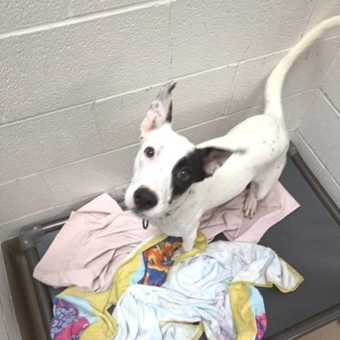 Enlarge Sparky, a Adoptable mixed breed in Novelty, OH image 1/1