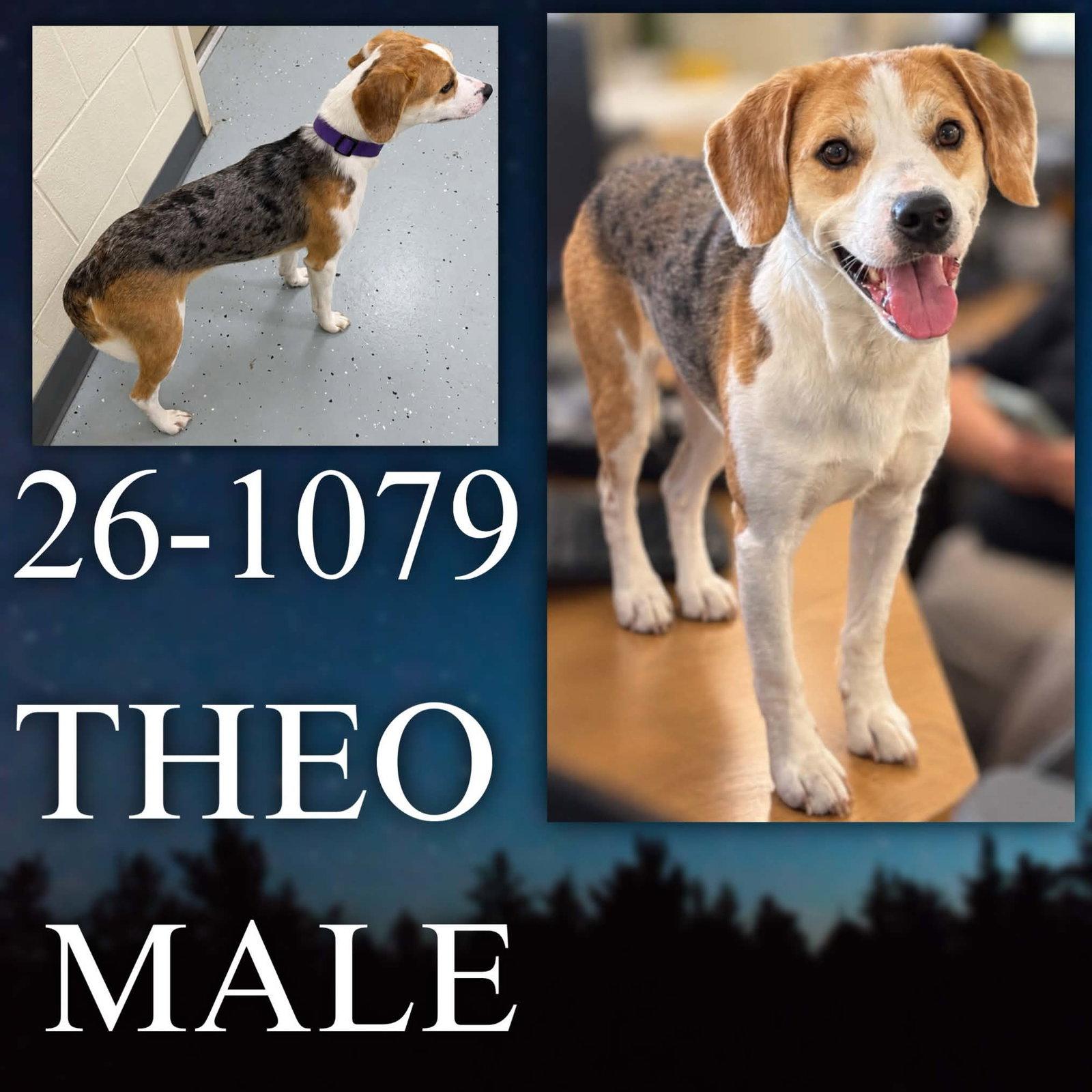 Enlarge Theo, a Adoptable mixed breed in Georgetown, KY image 1/1