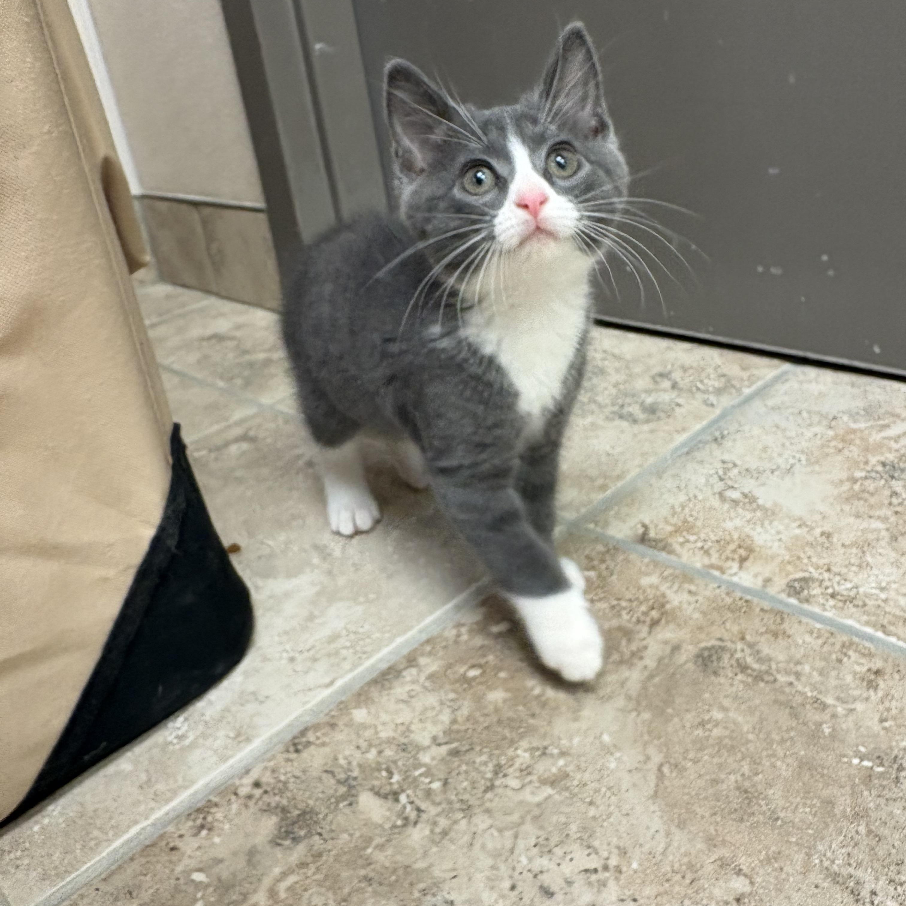 Squire, an adopted mixed breed in Hays, KS image 2/6