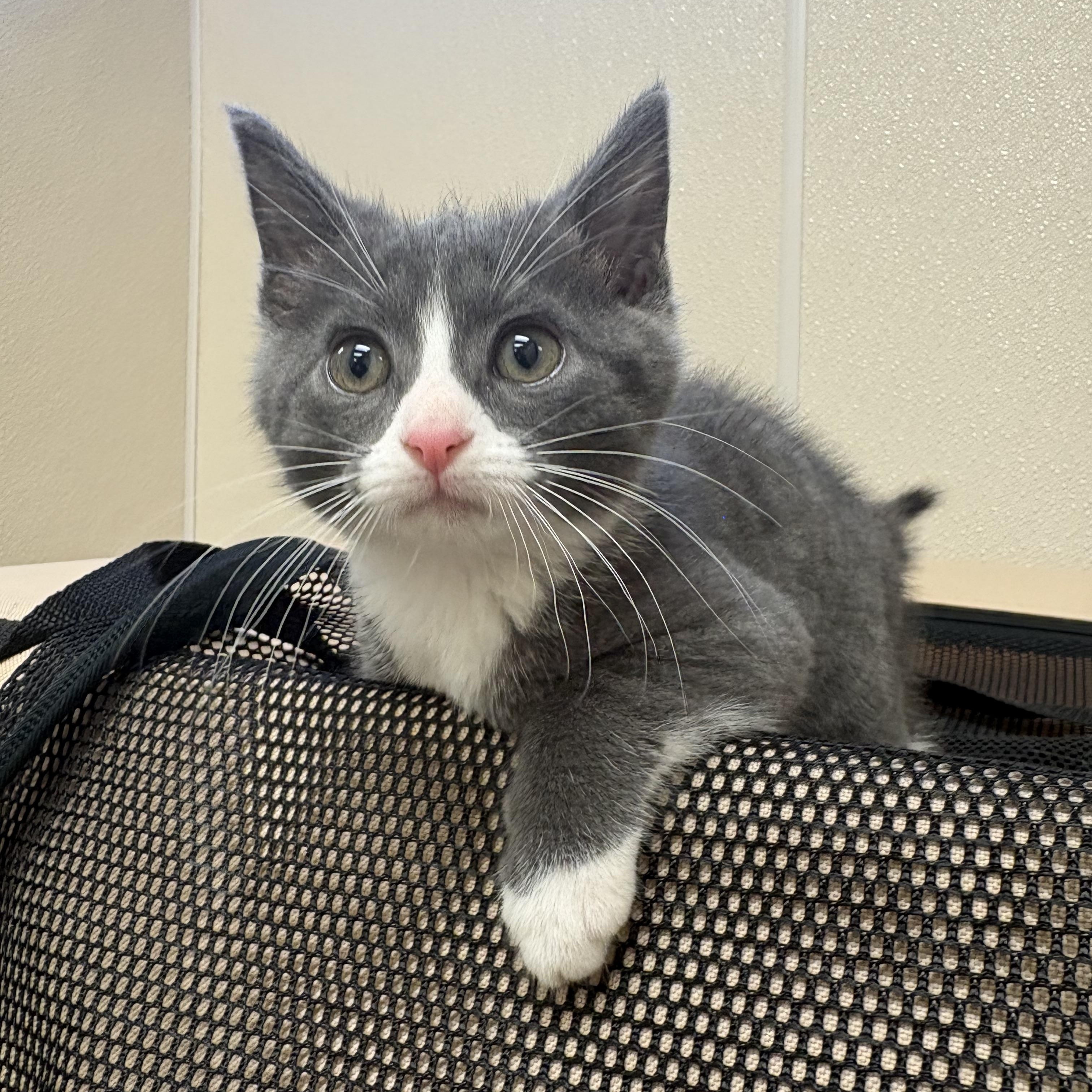 Squire, adopted, Young Male Domestic Short Hair.