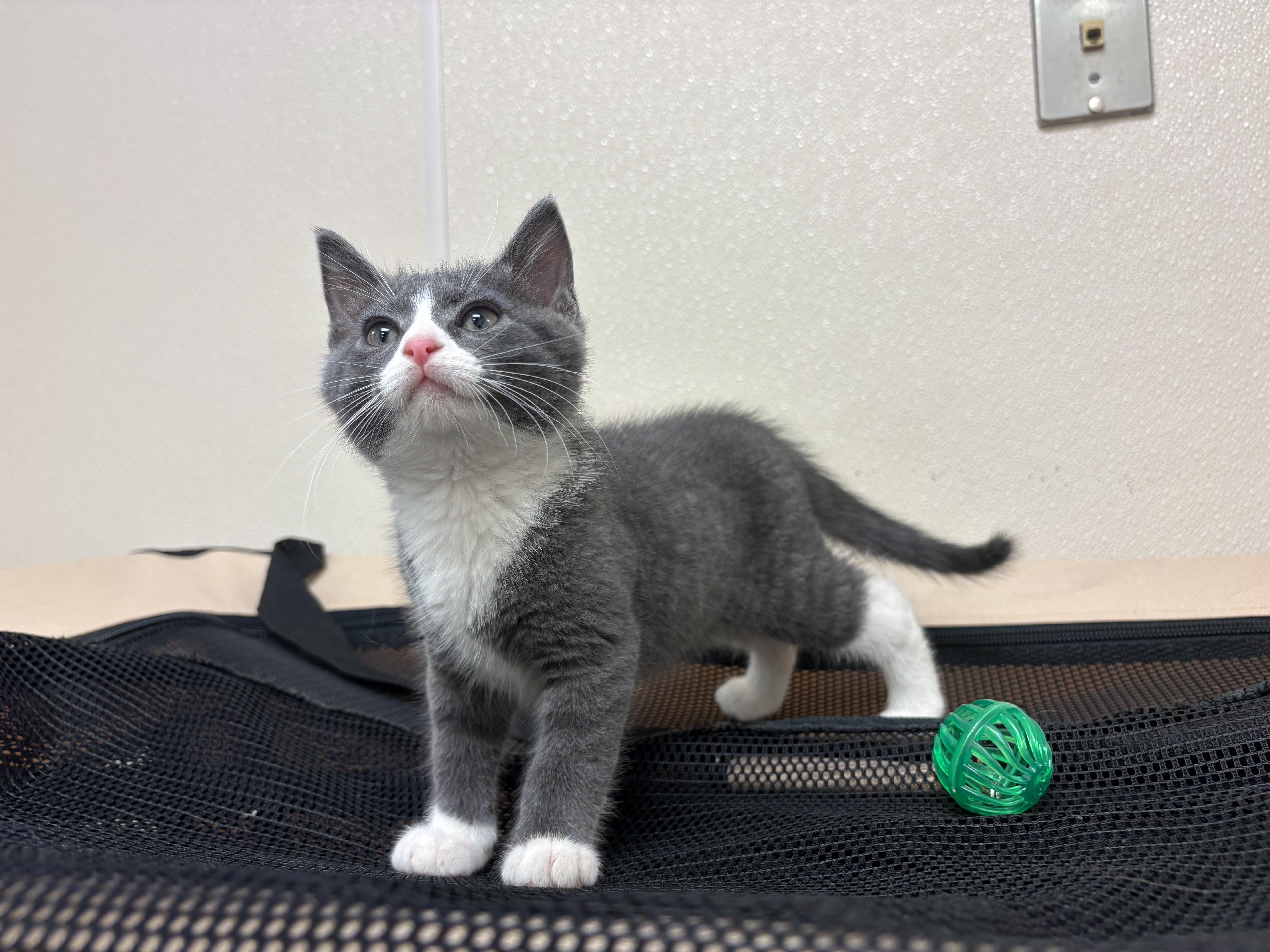Squire, an adopted mixed breed in Hays, KS image 4/6