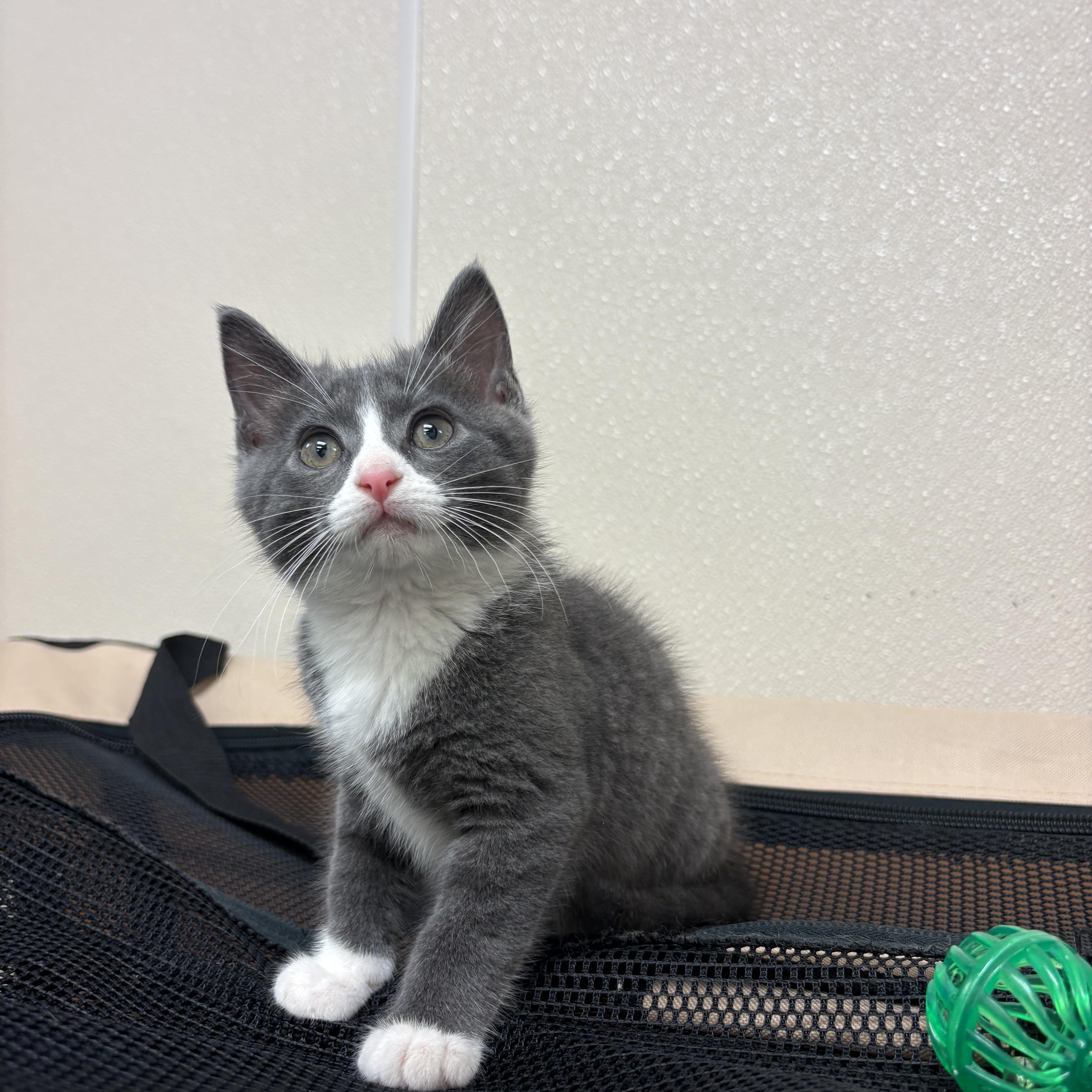 Squire, an adopted mixed breed in Hays, KS image 3/6