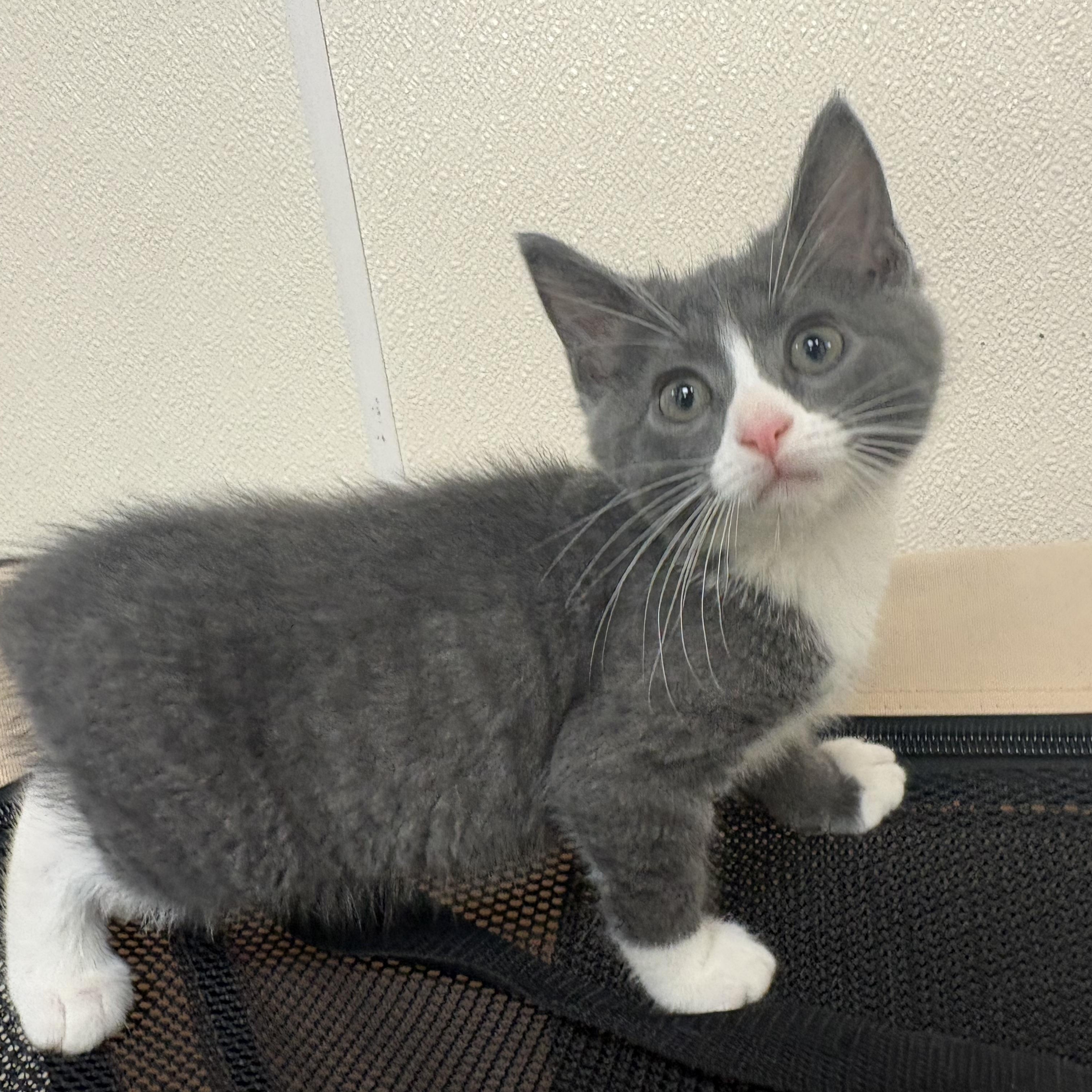 Squire, an adopted mixed breed in Hays, KS image 6/6