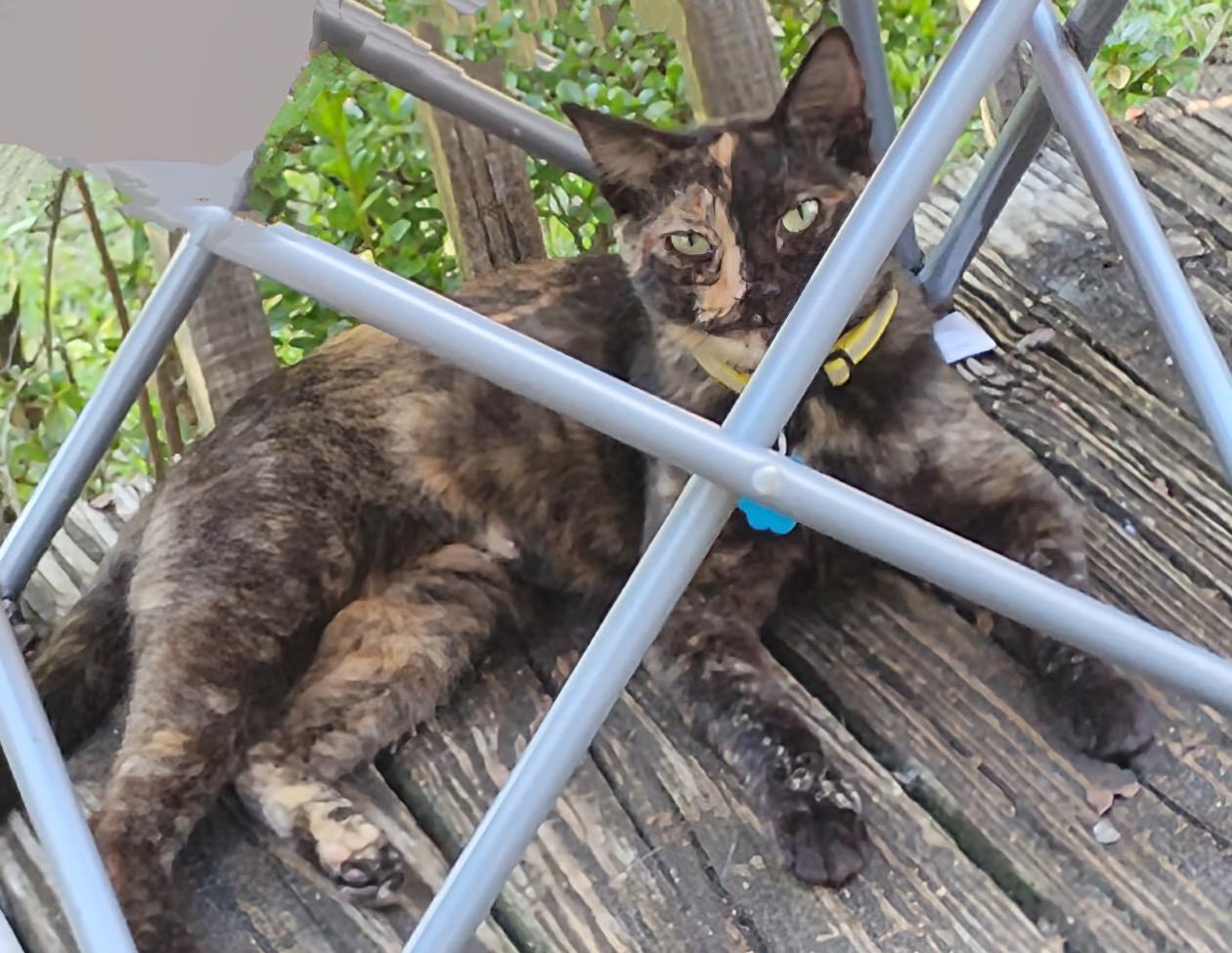 Coco (courtesy listing)